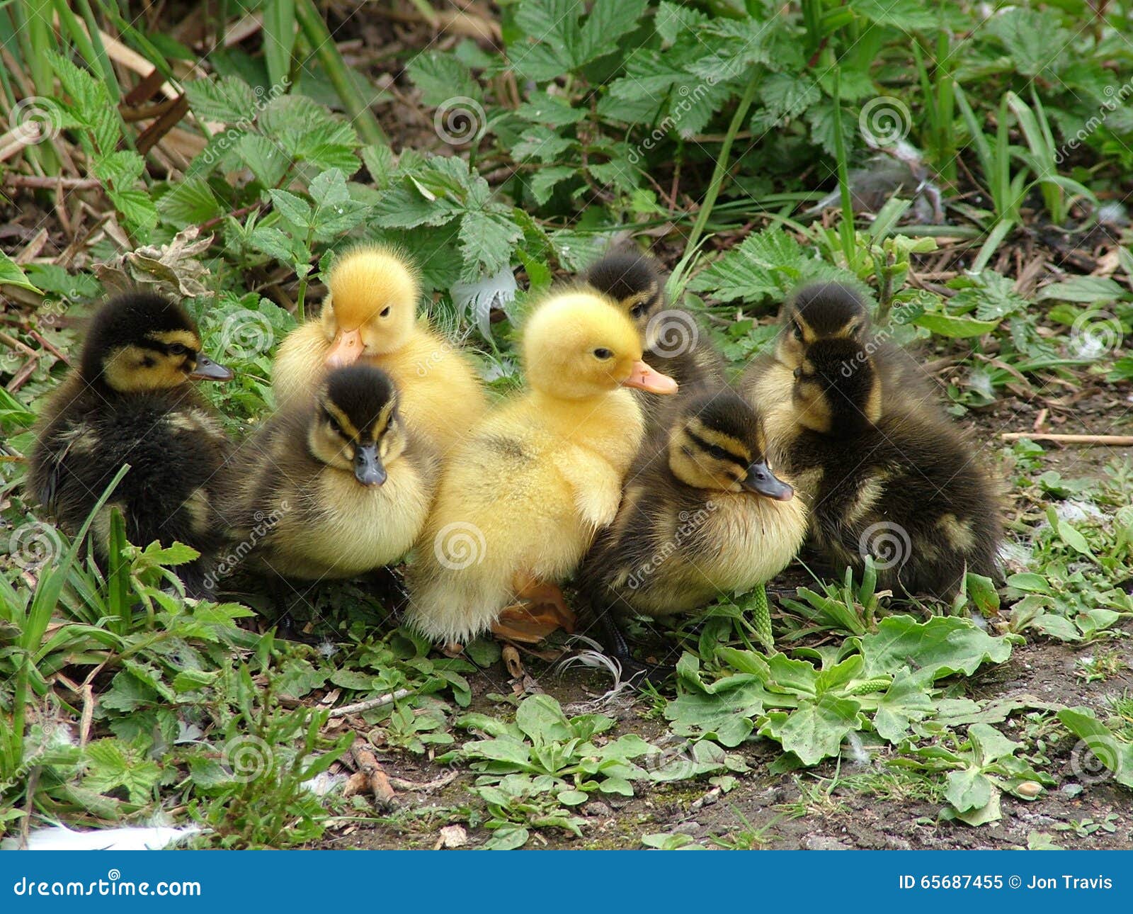 Group of Mallard Ducklings Together Stock Image Image of yellow
