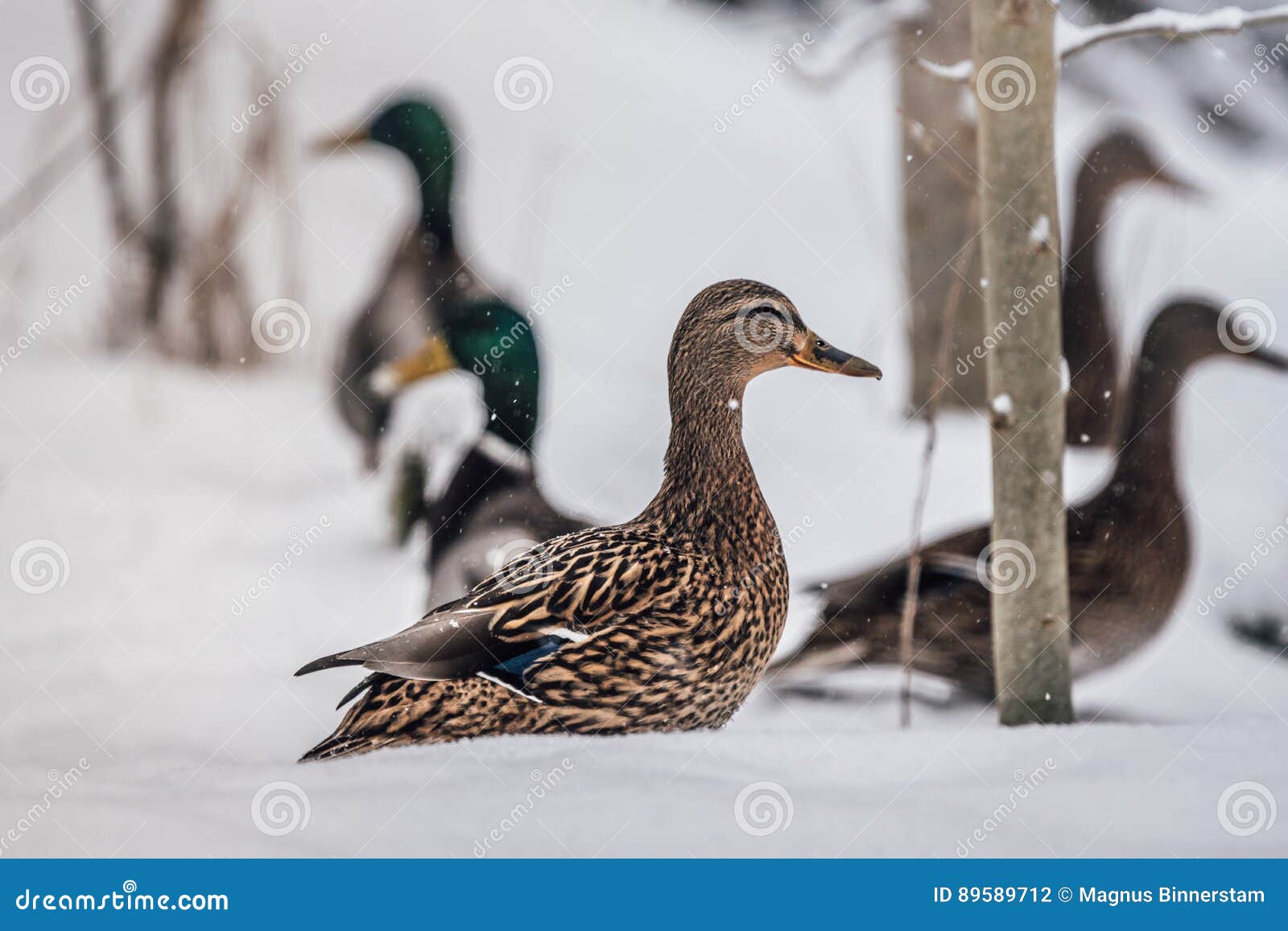 Group of mallard ducks stock photo. Image of green, snow 89589712