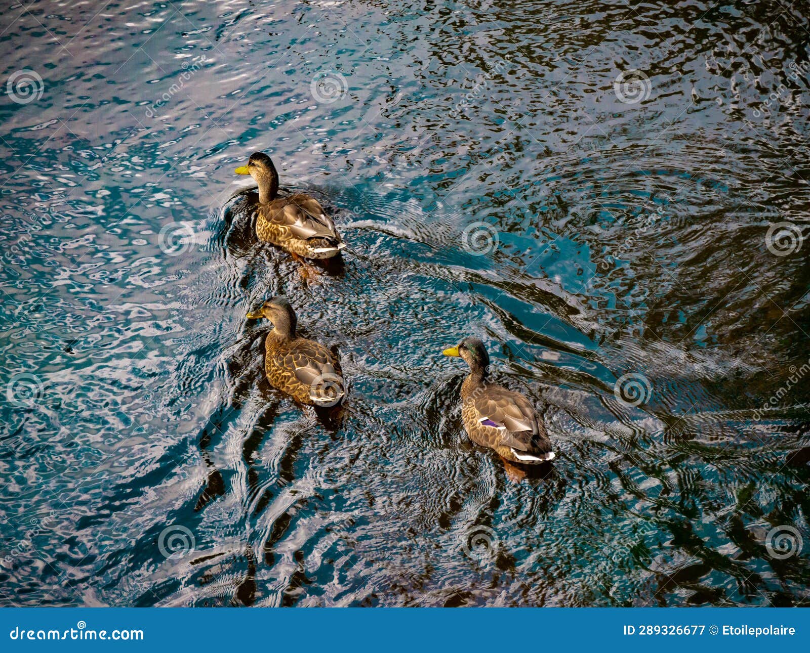 A Group of Mallard Ducks Swimming in the River Stock Image Image of