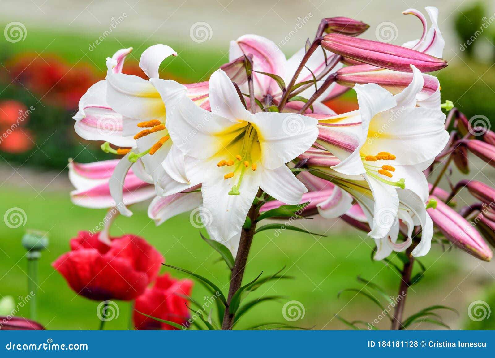 Group of Many Small White Flowers of Lilium or Lily Plant in a British ...