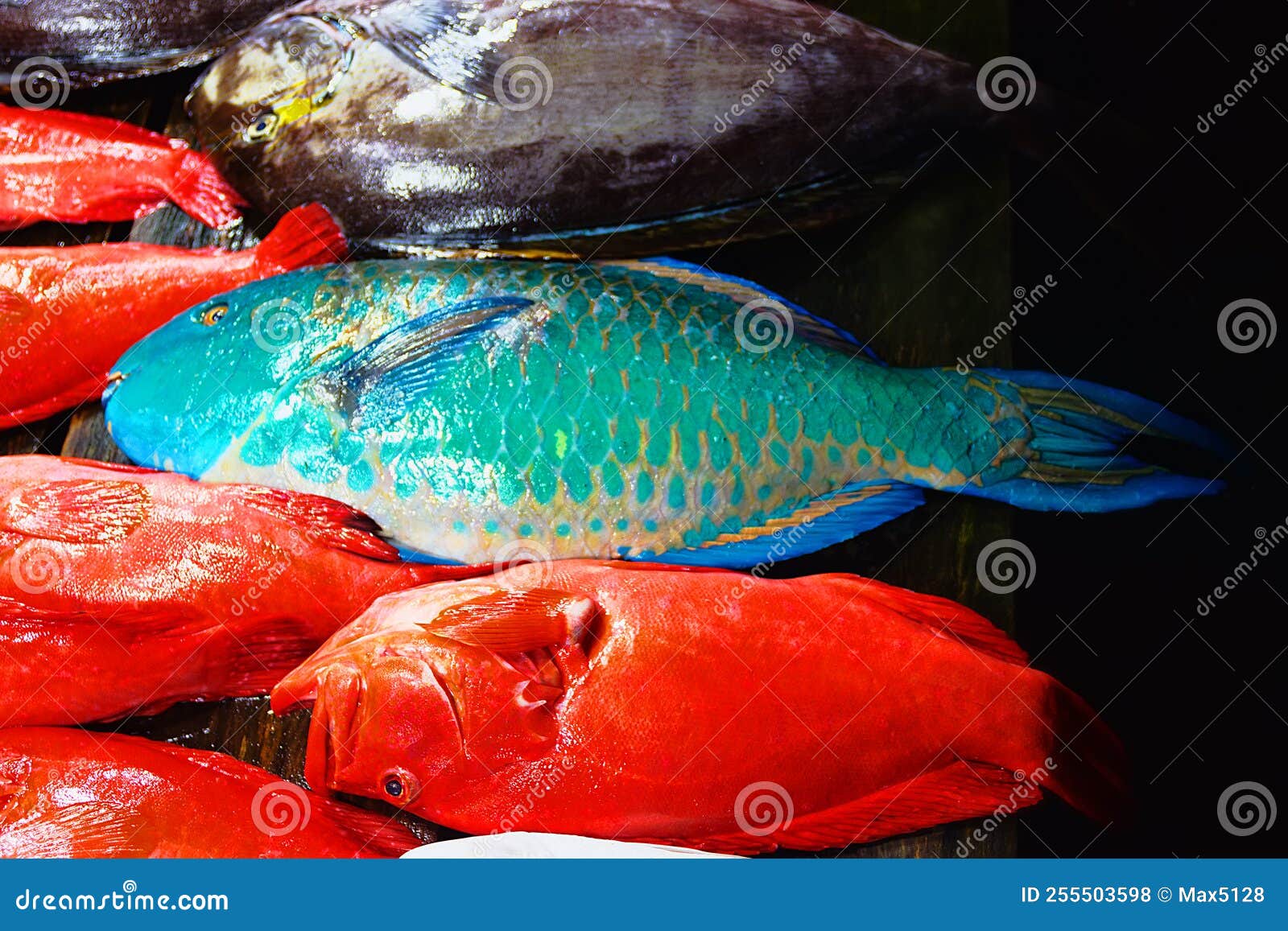 Group of Mass Marketable Fish is Called Stock Photo Image of lutjanus