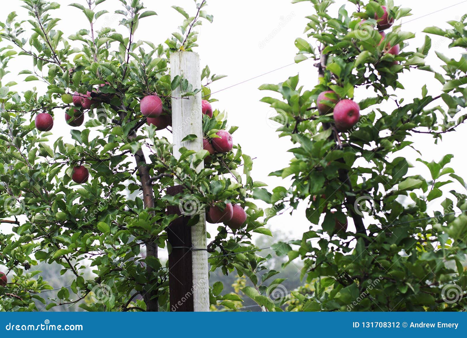A Group of McIntosh Apple Ready To Be Picked at an Apple Farm Stock