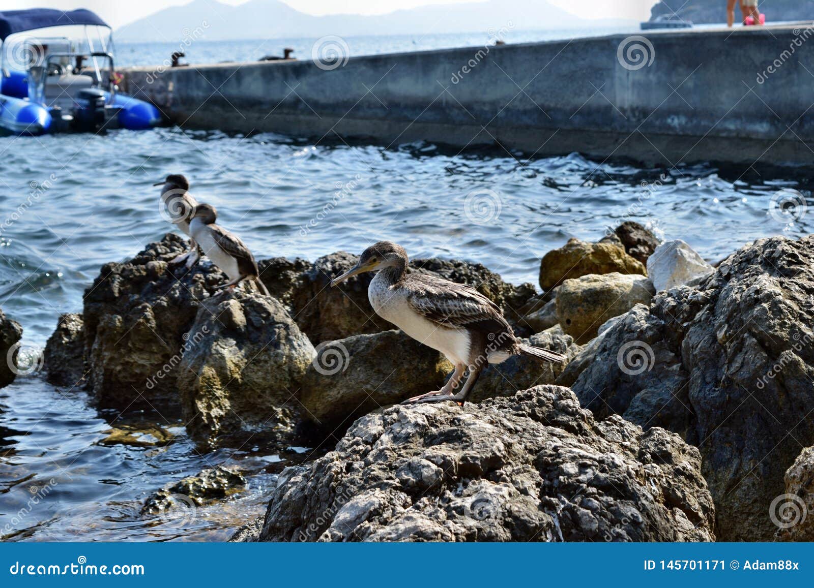 group of mediterranean shag halacrocorax aristotelis desmarestii in summer standing on a rock