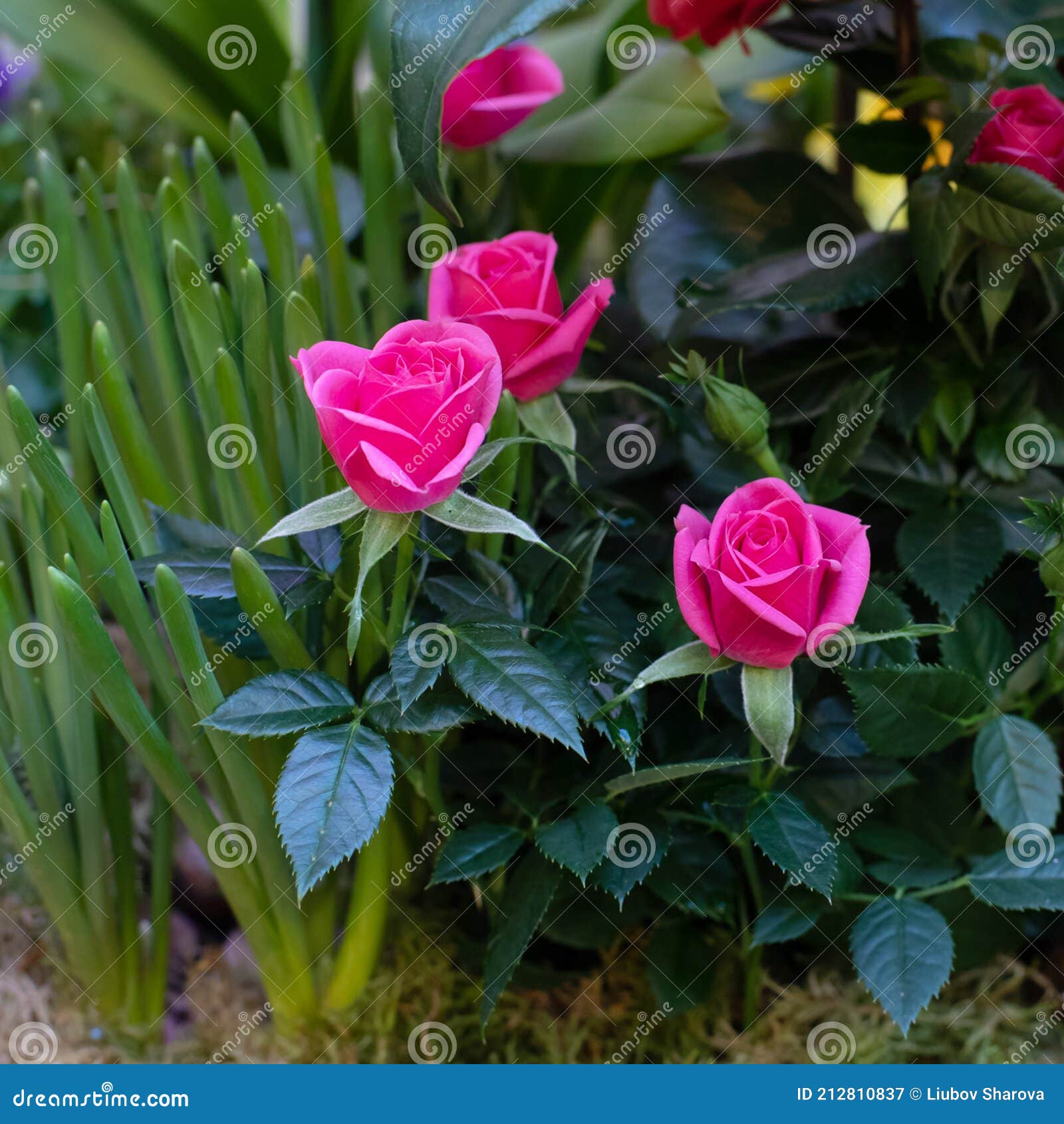 a group of miniature pink roses