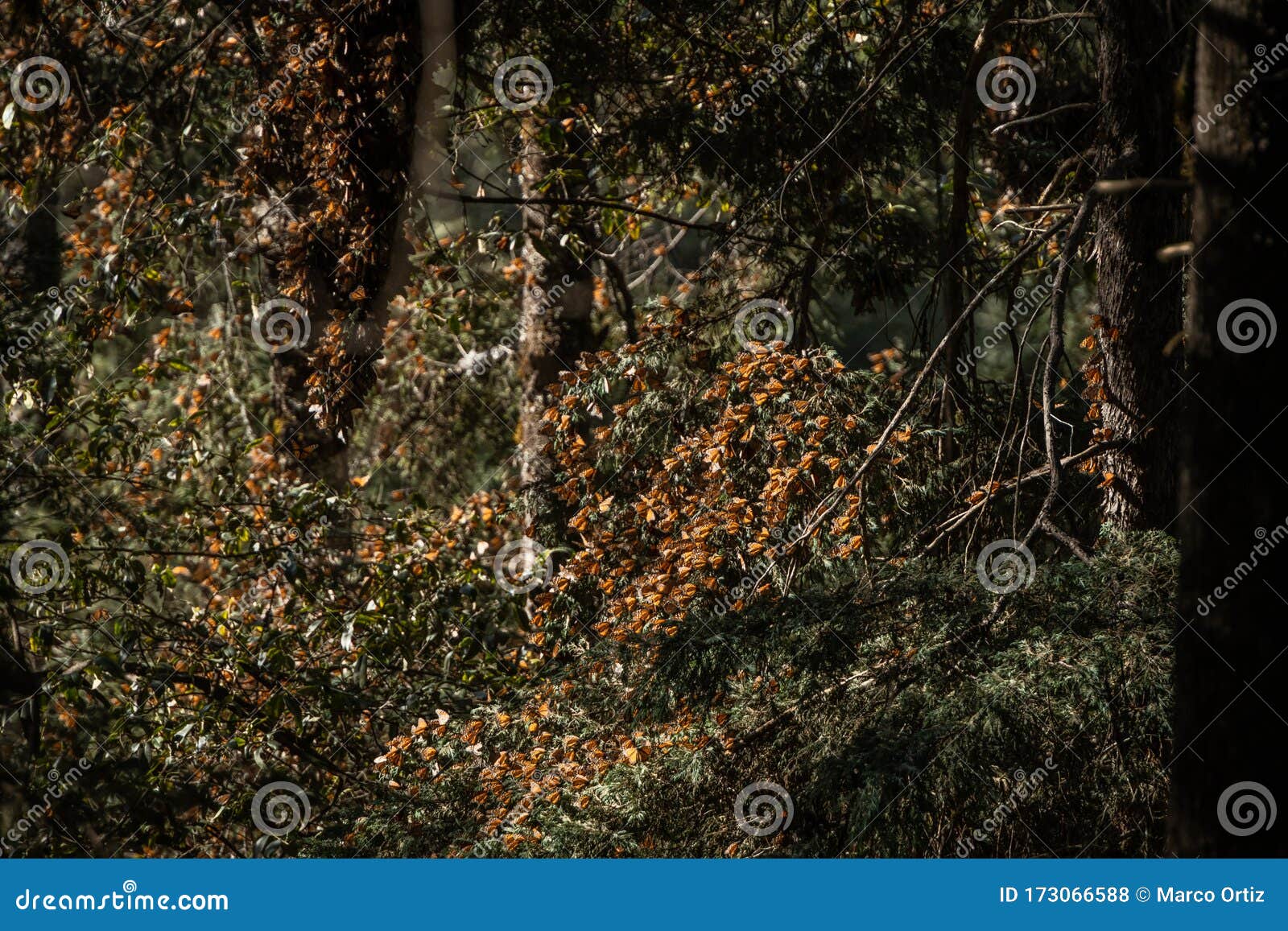 group of monarch butterflies danaus plexippus resting and perching on a tree branch
