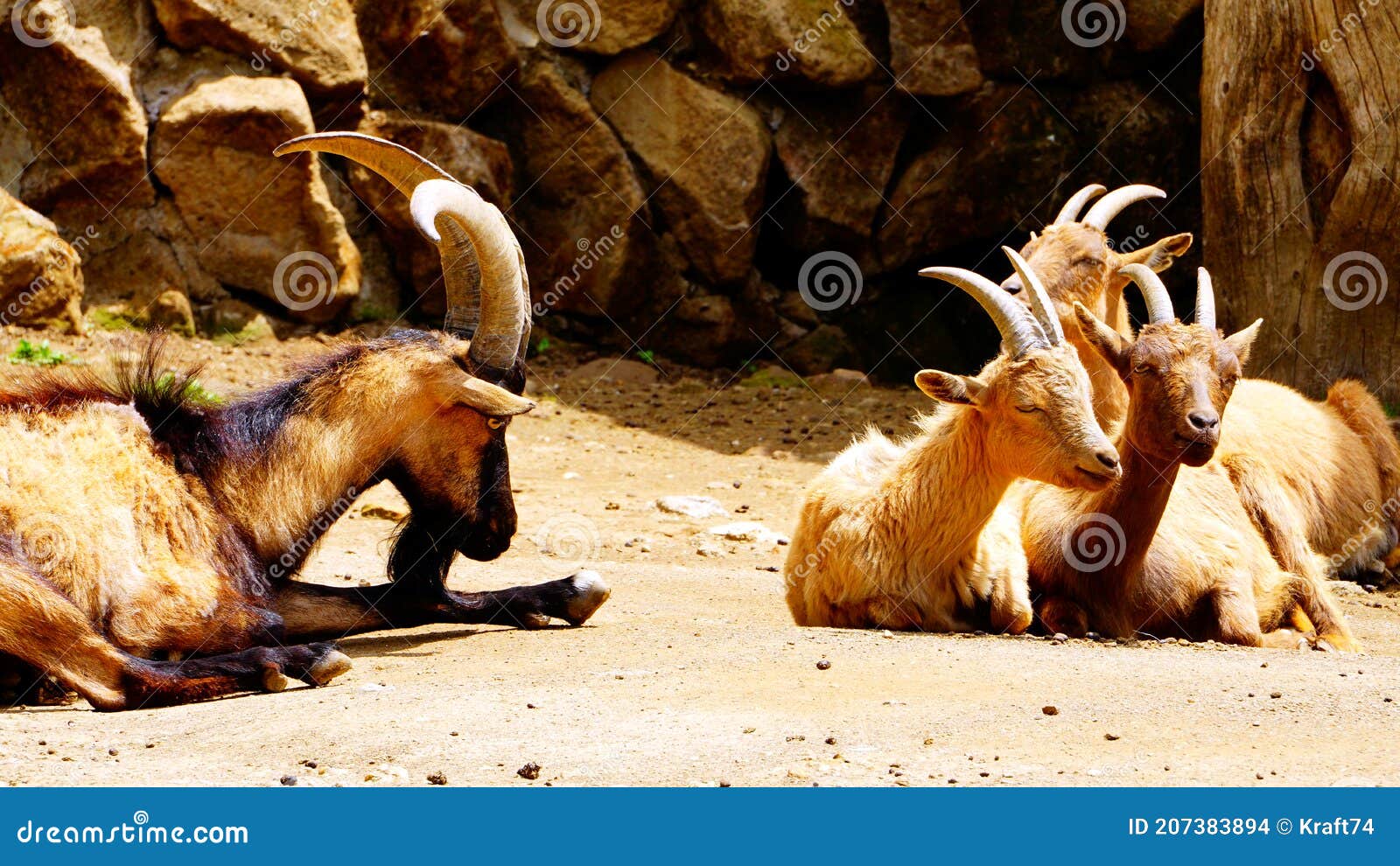 group of montecristo goats (capra hircus) ruminate in their enclosure
