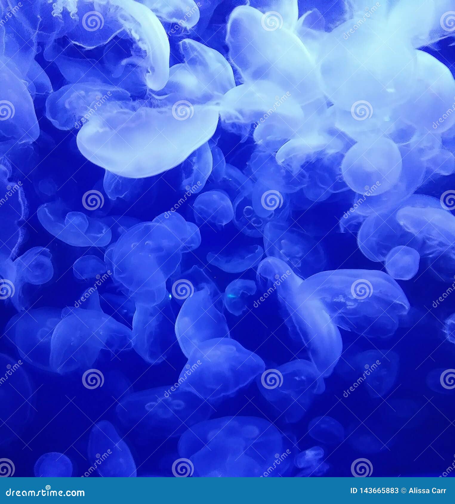 moon jelly ジャーフル　3mm moon jelly ジャーフル 3mm moon jelly ジャーフル 3mm moon jelly