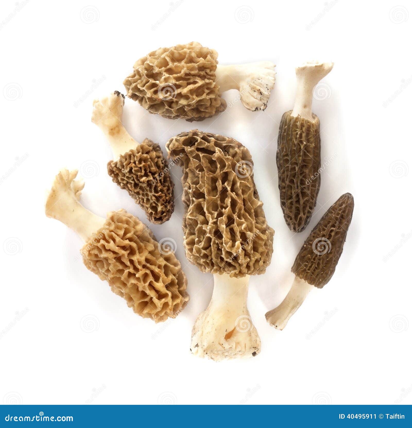 Group of morel mushrooms stock image. Image of natural 40495911