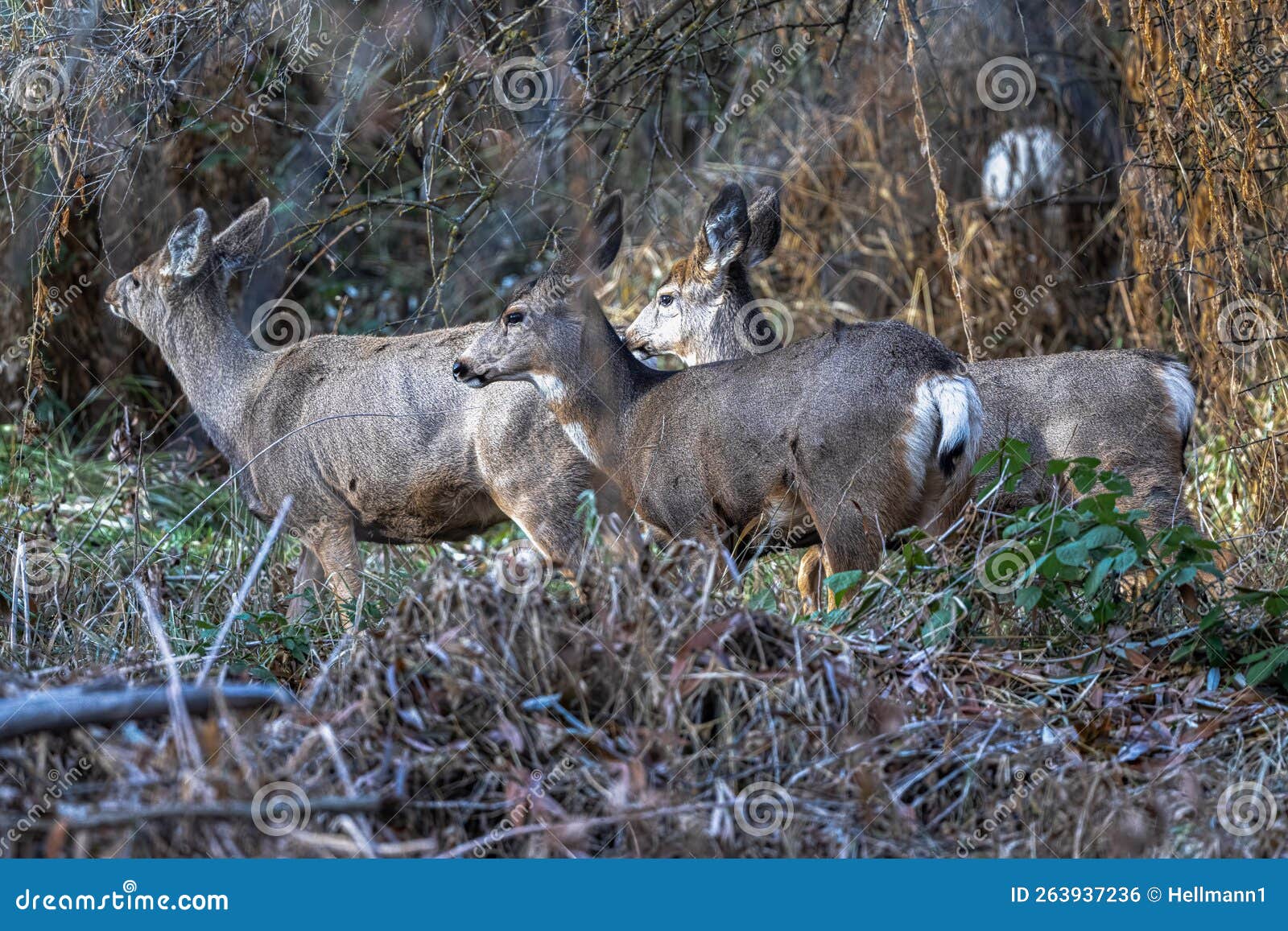 A Group of Mule Deer stock photo. Image of beauty, watchful 263937236