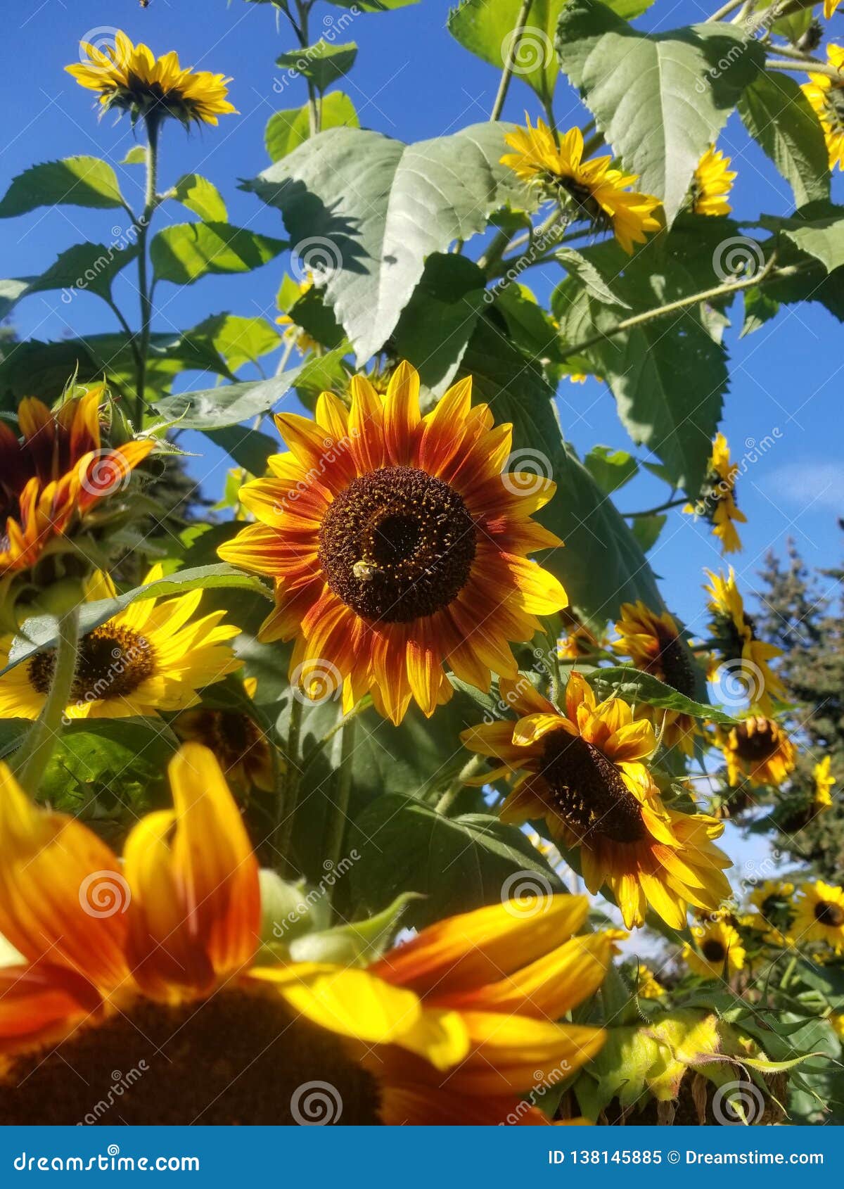 Sunflower with Bee. stock image. Image of sunflowers 138145885