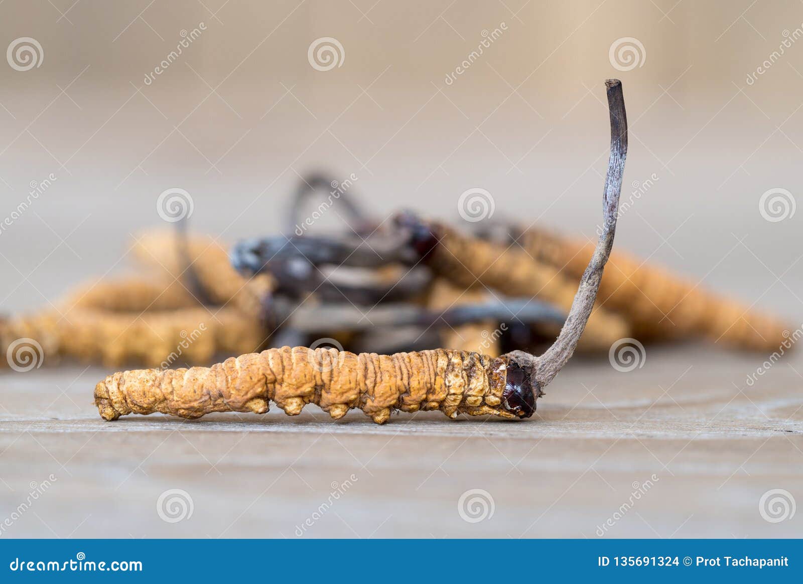 group of mushroom cordyceps or ophiocordyceps sinensis this is a herbs on wooden table. medicinal properties in the treatment of d