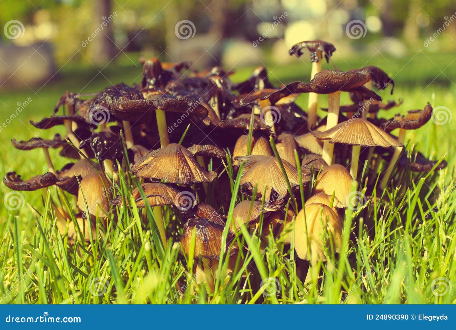 Group of mushrooms stock photo. Image of green, background 24890390