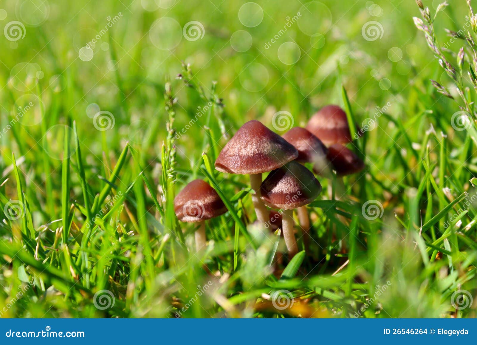 Group of mushrooms stock photo. Image of background, fungus 26546264