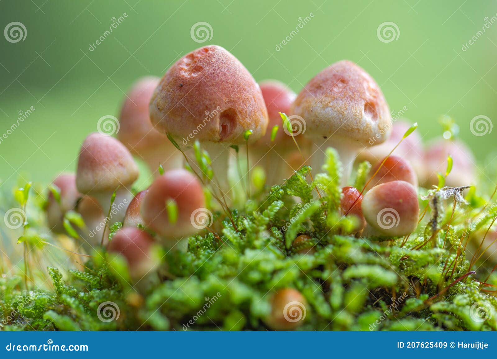 a group of mushrooms in a fairytail setting