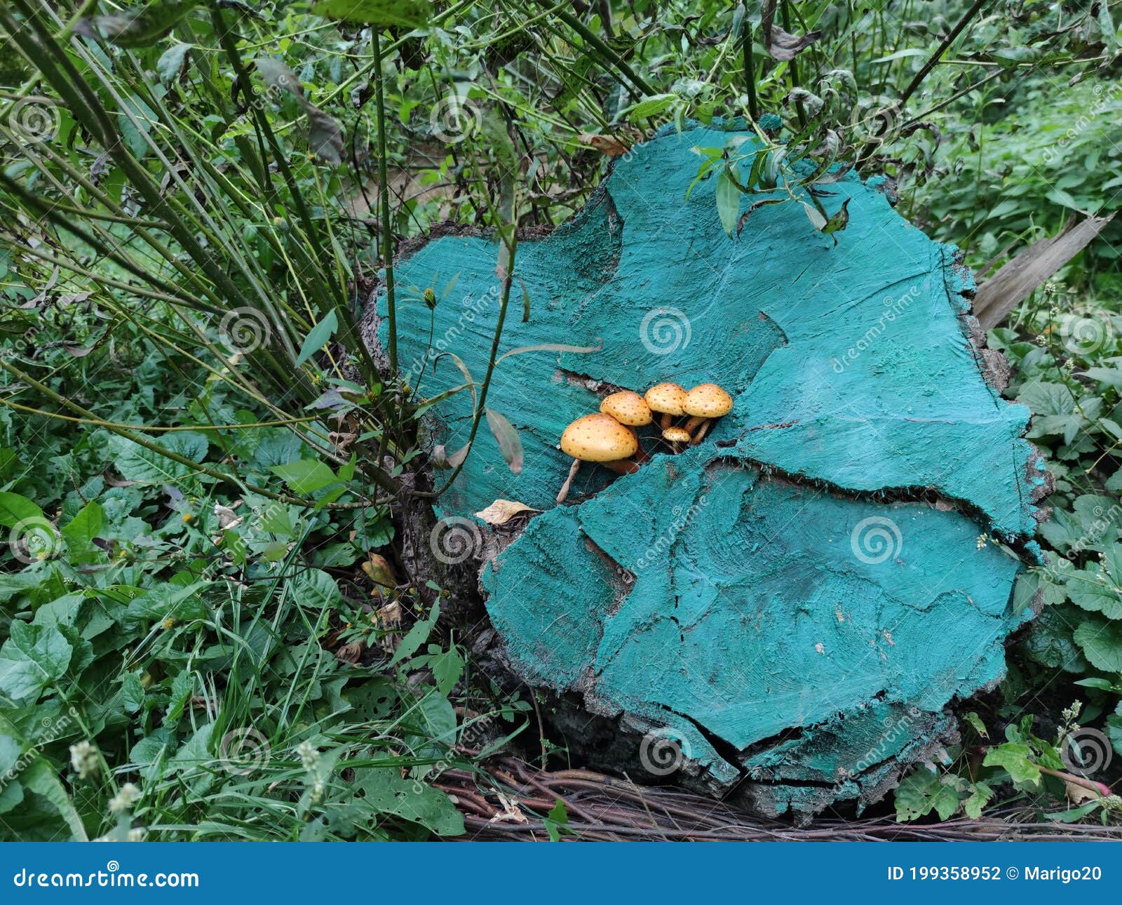 a group of mushrooms sprouted on a blue-colored stump .