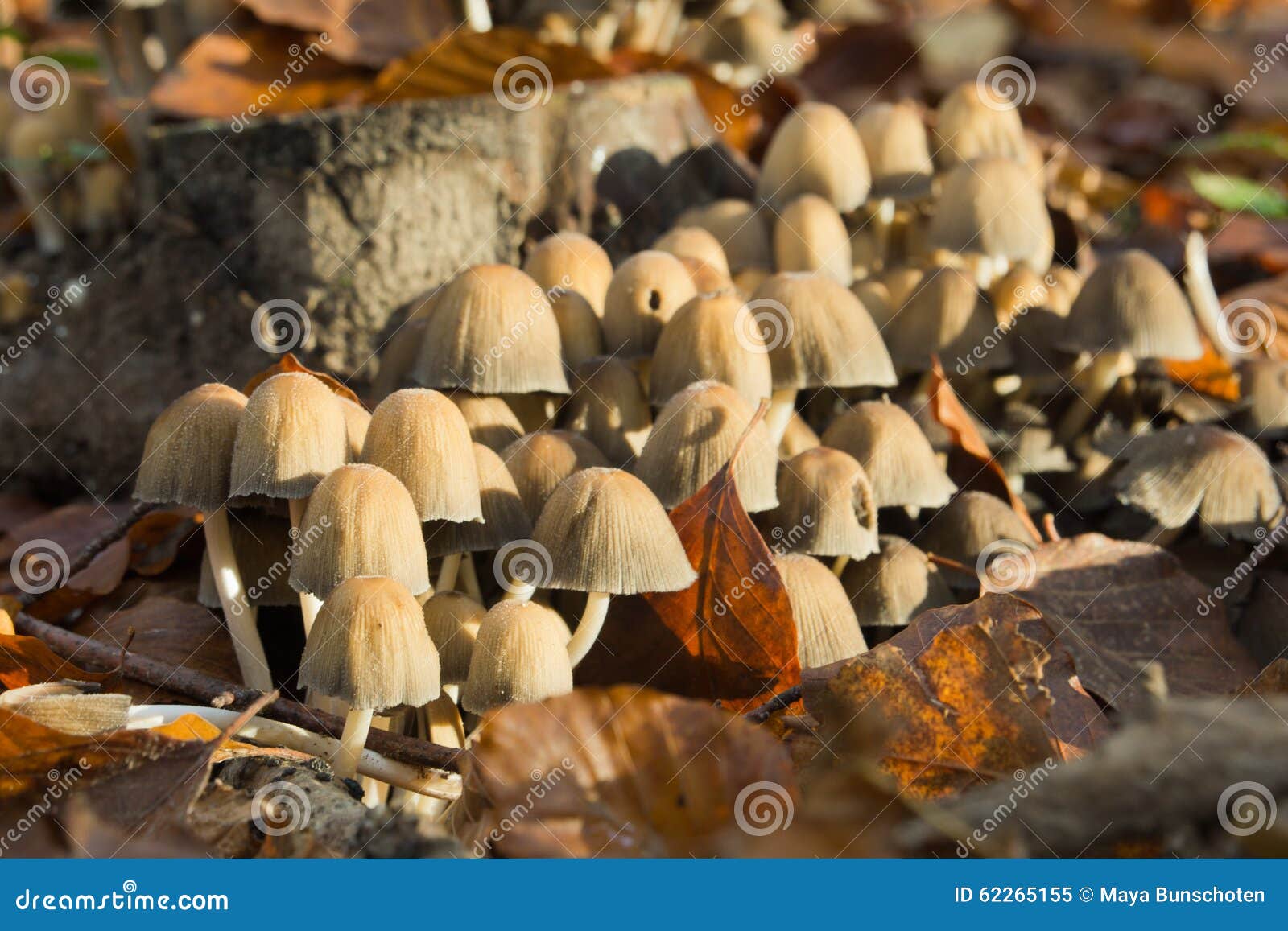 Group of mushrooms stock image. Image of grass, sunlight 62265155