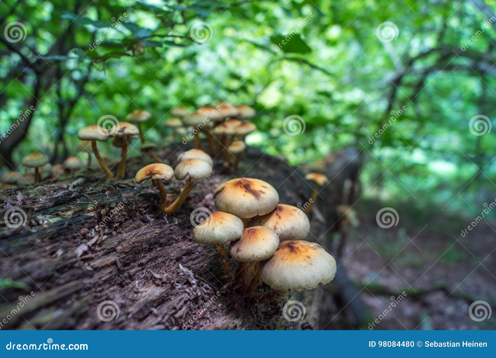 Group of mushrooms stock photo. Image of garden, horizontal 98084480