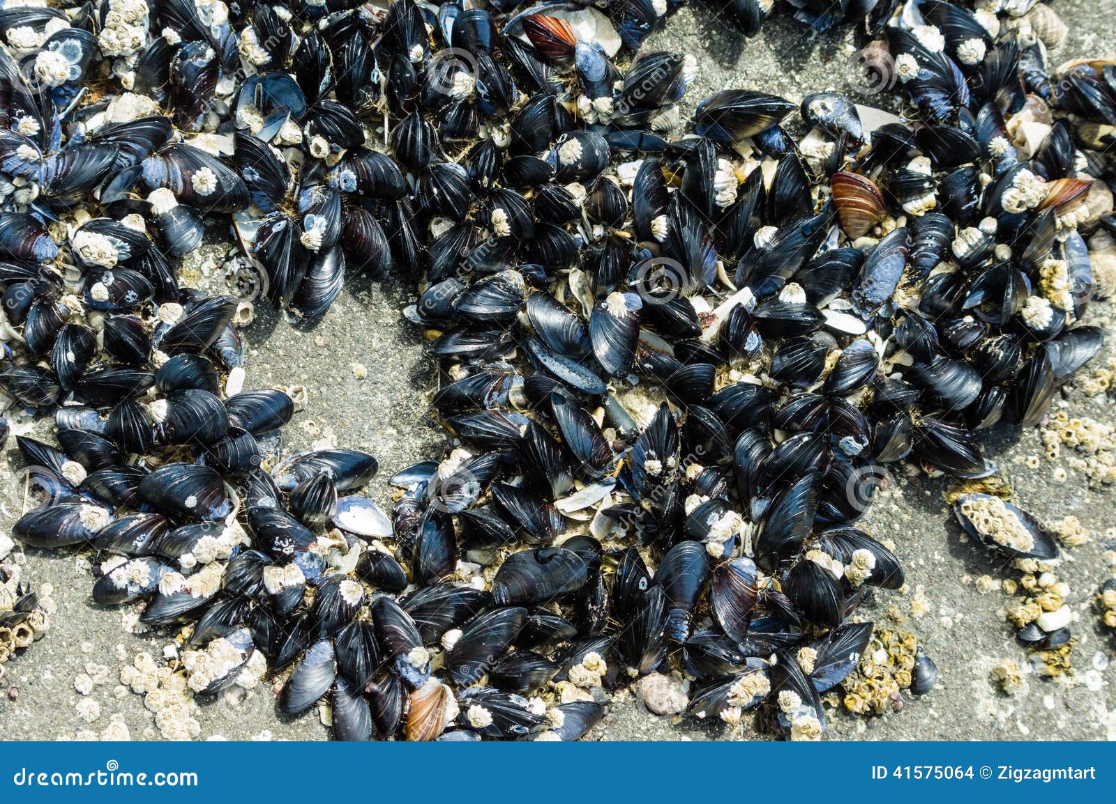 Group of Mussels Clinging To Rocks Stock Photo Image of ocean, mytilidae 41575064