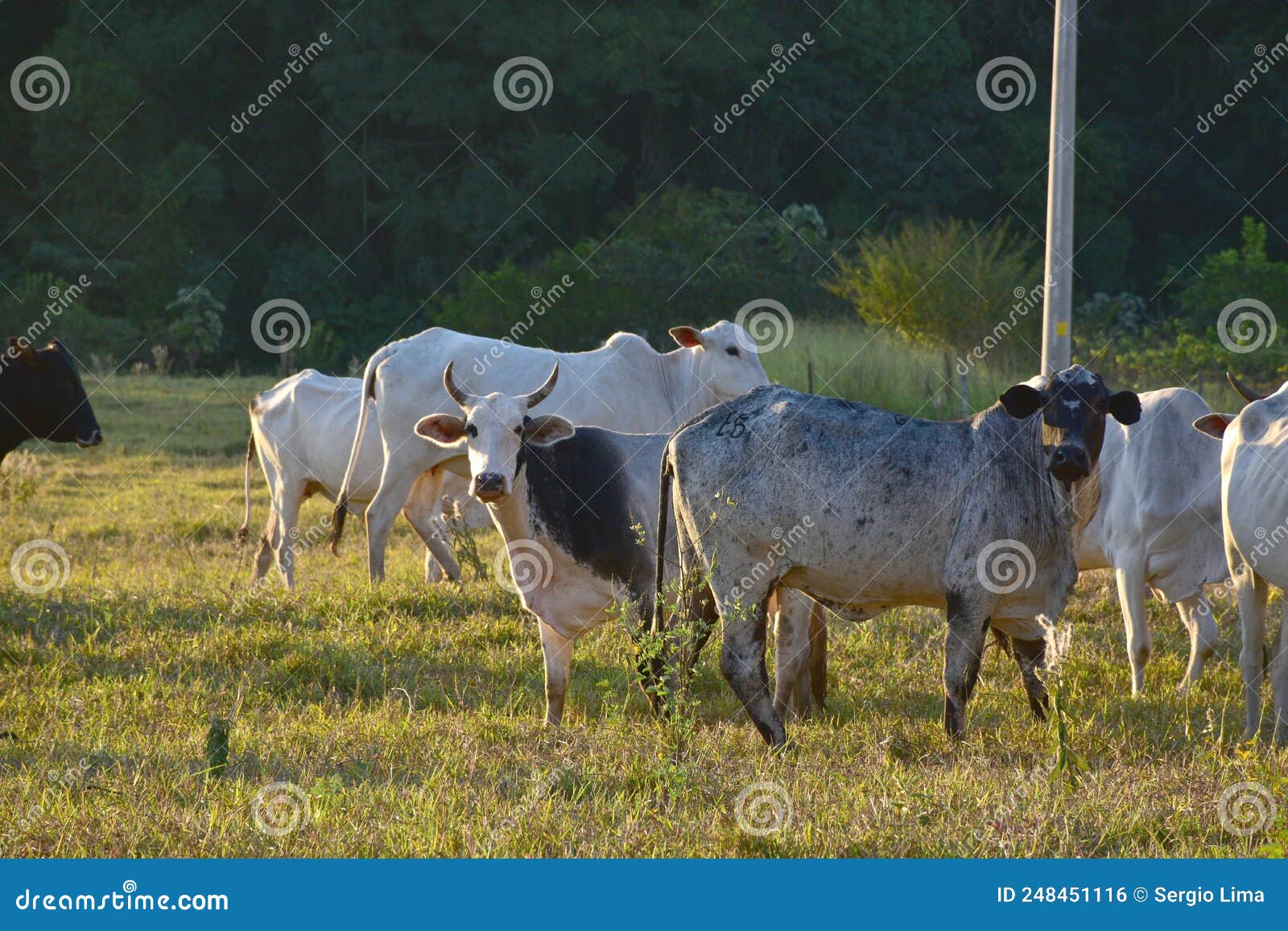 group of nellore bos taurus indicus cattle grazing in the field at sunset. beef cattle in a farm in countryside of sÃÂ£o paulo