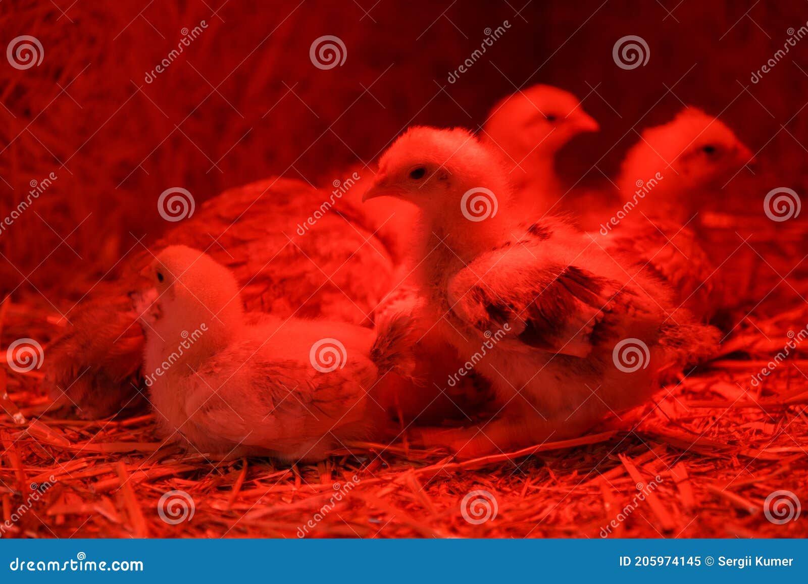 Group of Newborn Chicken Under Red Heating Lamp Stock Image Image of born, birth 205974145