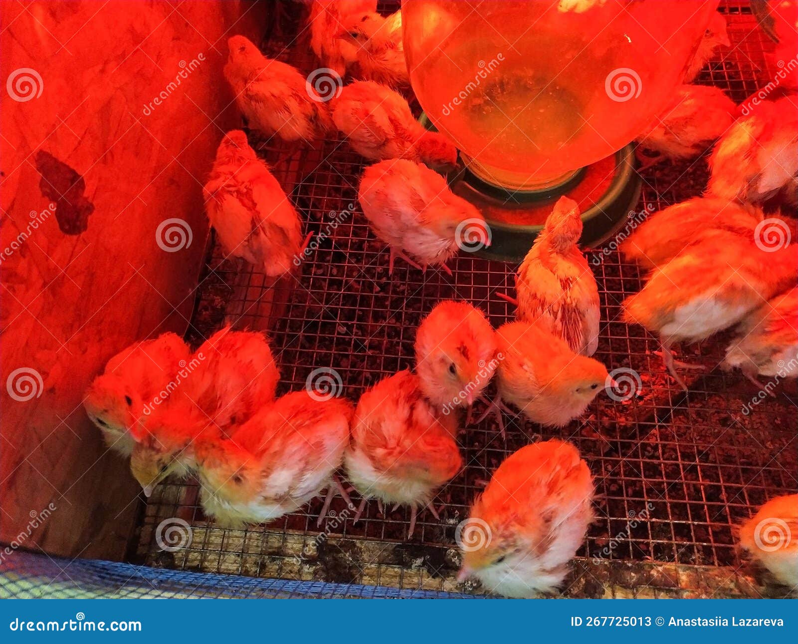 A Group of Newborn Chickens Under a Red Heating Lamp. Poultry Factory. Stock Image Image of