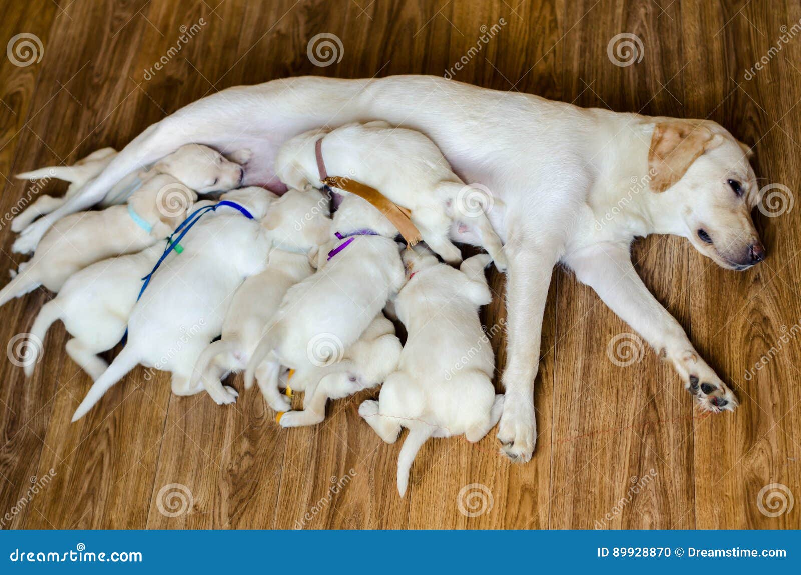 Group of Newborn White Labrador Puppies Sucking Milk from Bitch. Stock  Photo - Image of baby, white: 89928870