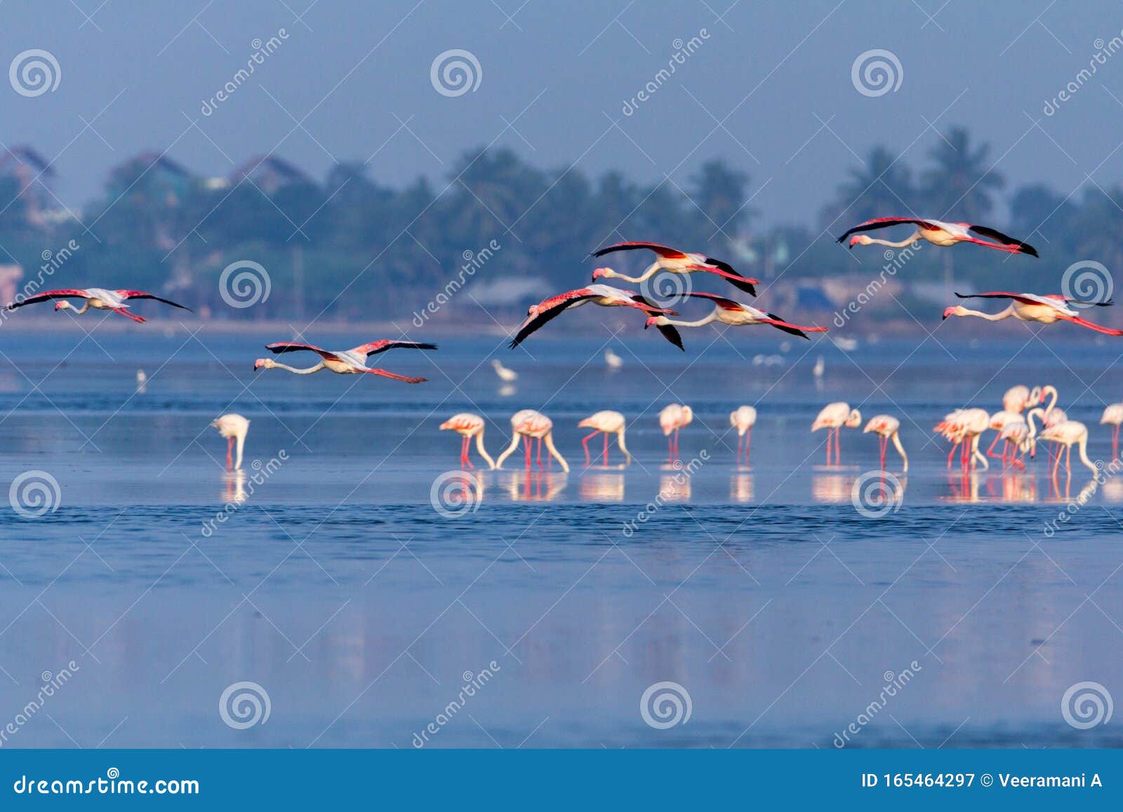 picture Pink Flamingos Do Flamingos Fly https www dreamstime com group nice pink flamingo s flying their group search beautiful pink flamingos flight image165464297
