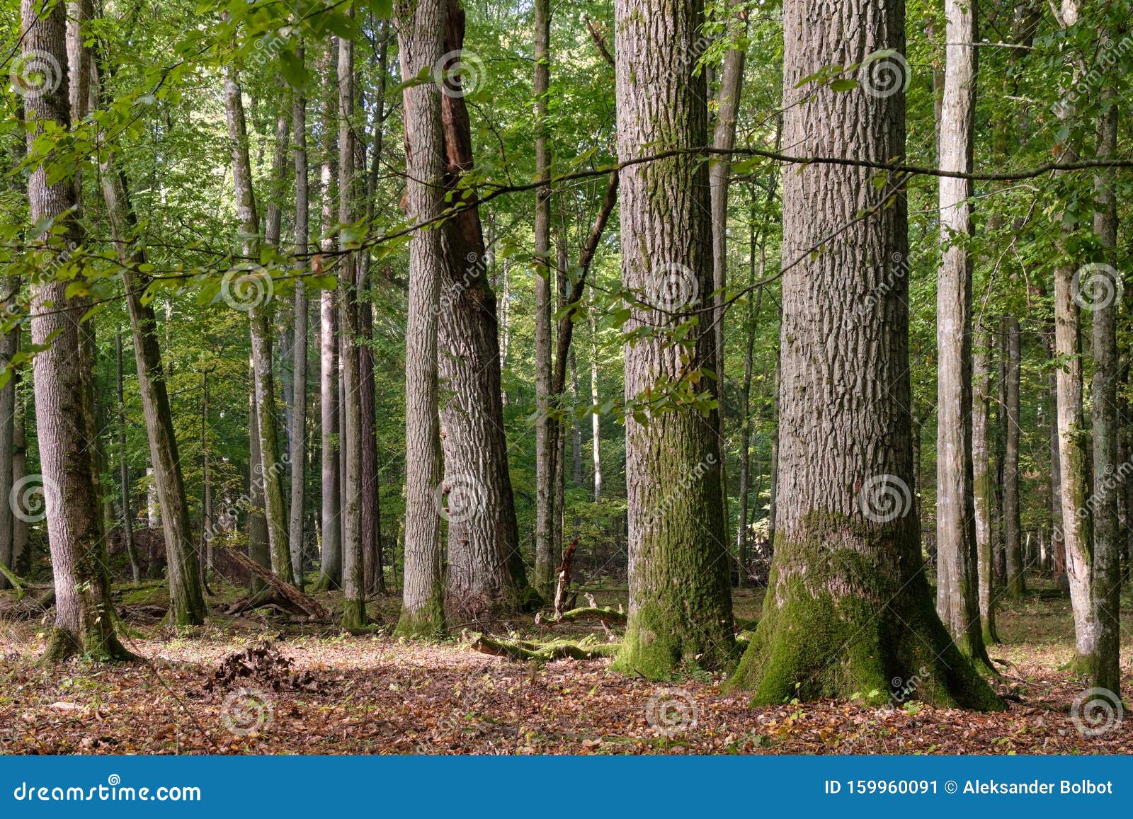 Group of Old Oaks in Autumn Stock Image - Image of outdoor, robur ...