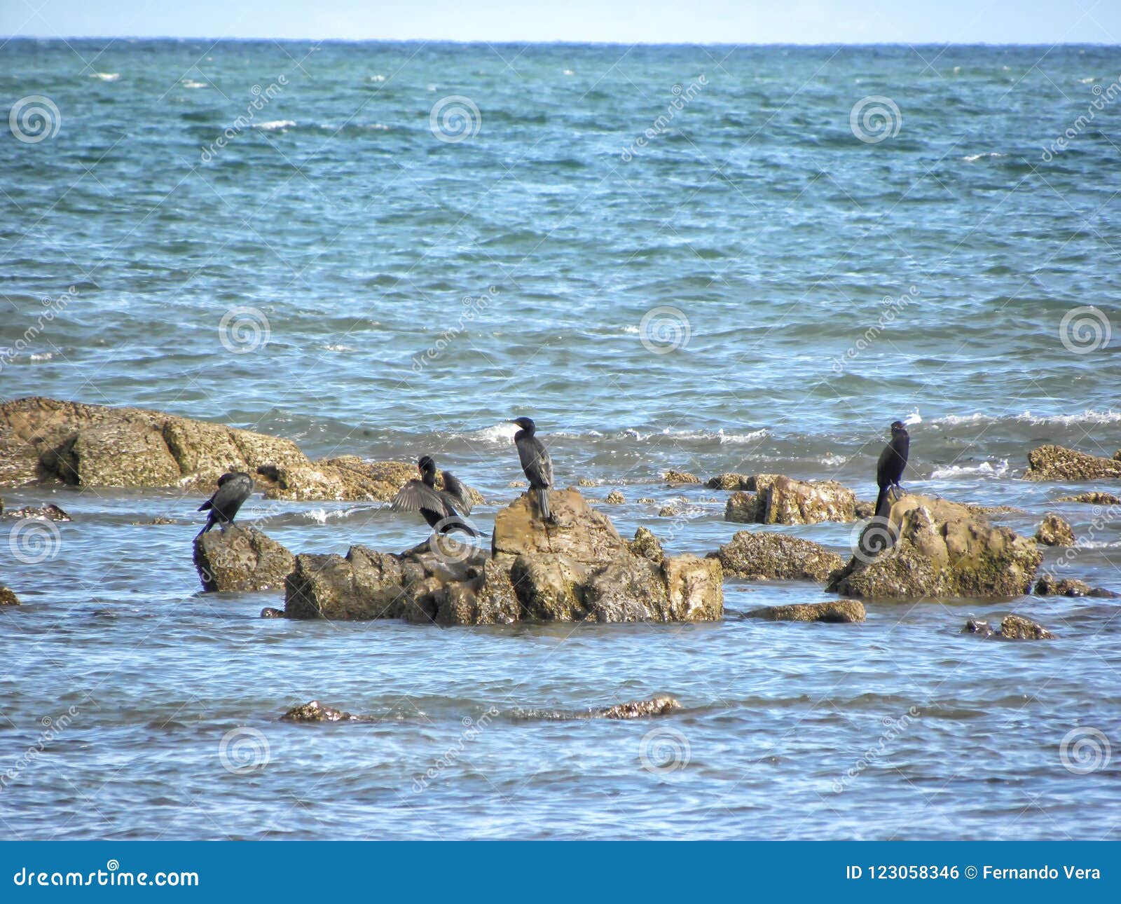 a group of olivaceous cormorants