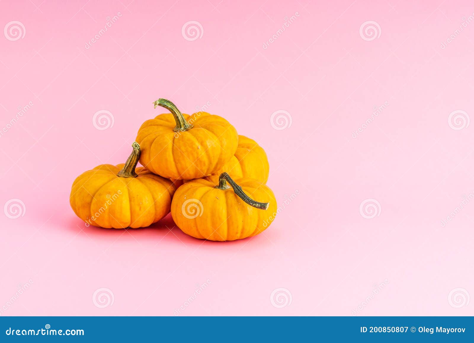 Group of Orange Pumpkins on the Pink Background Side View Stock Image