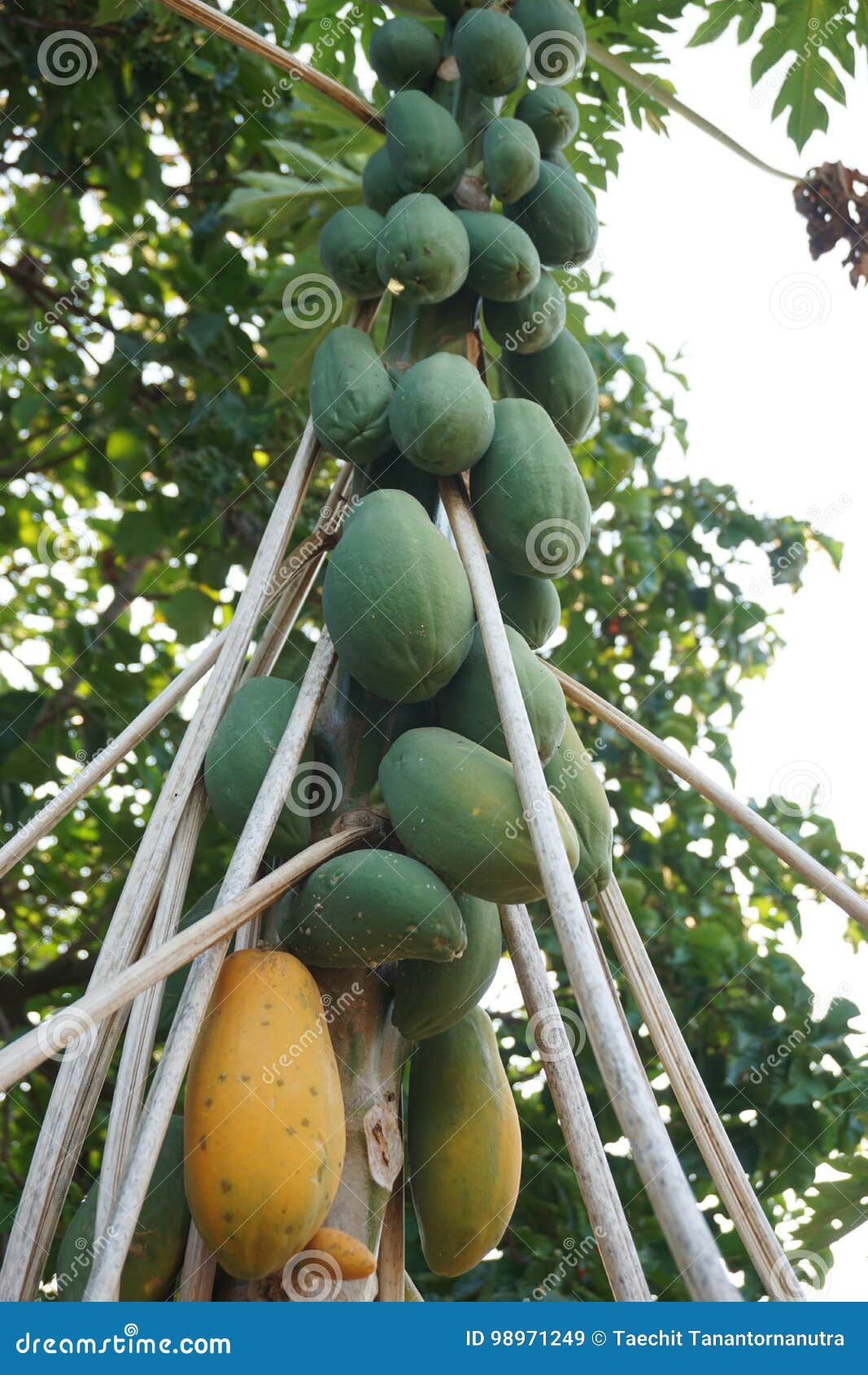 Group of papaya fruit stock image. Image of healthy, exotic 98971249