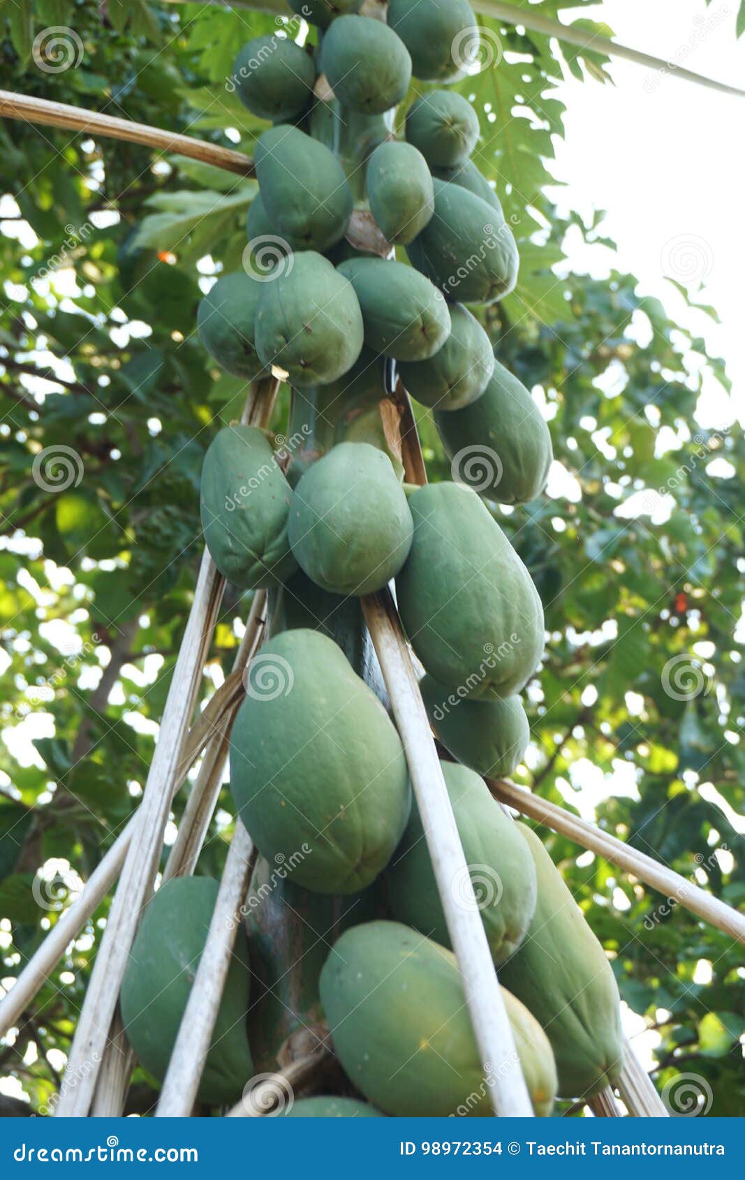 Group of papaya fruit stock photo. Image of farm, fruit 98972354