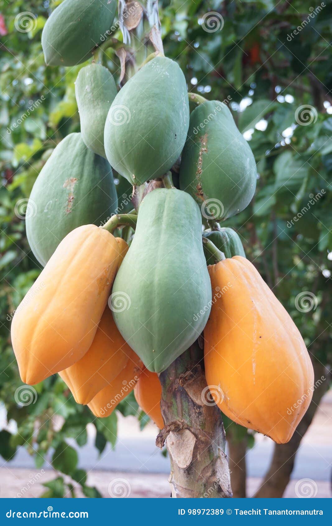 Group of papaya fruit stock image. Image of farm, food 98972389