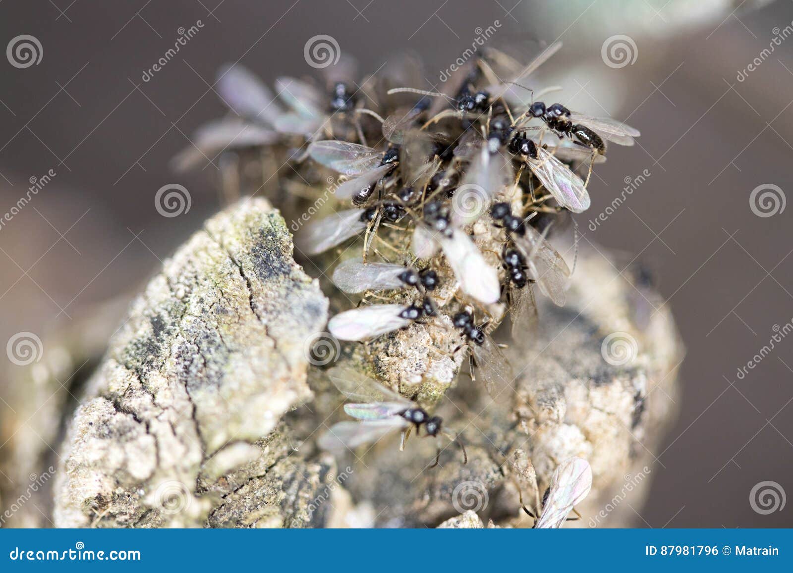 Group of pavement ants stock photo. Image of insects 87981796