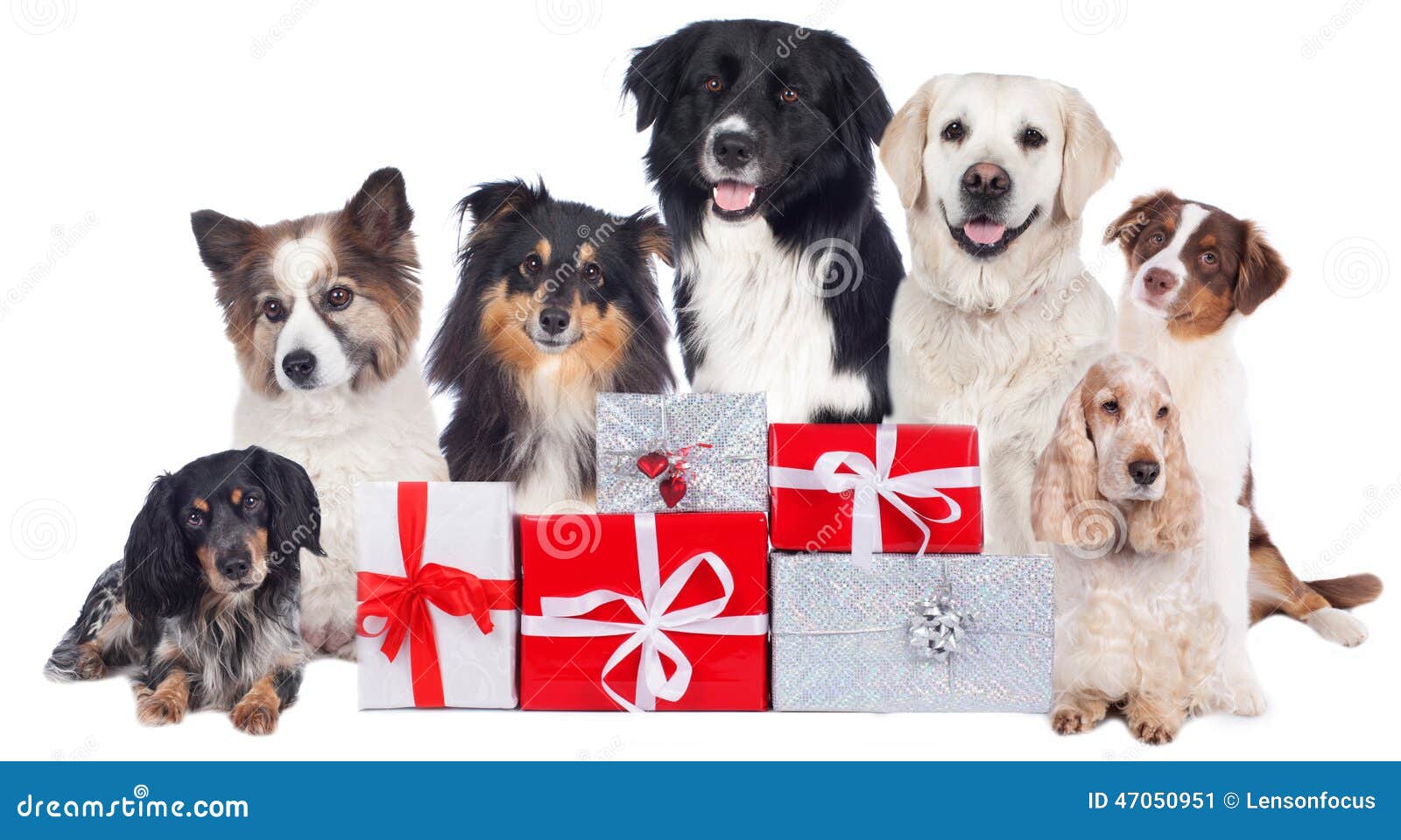 group of pedigree dogs with christmas gifts