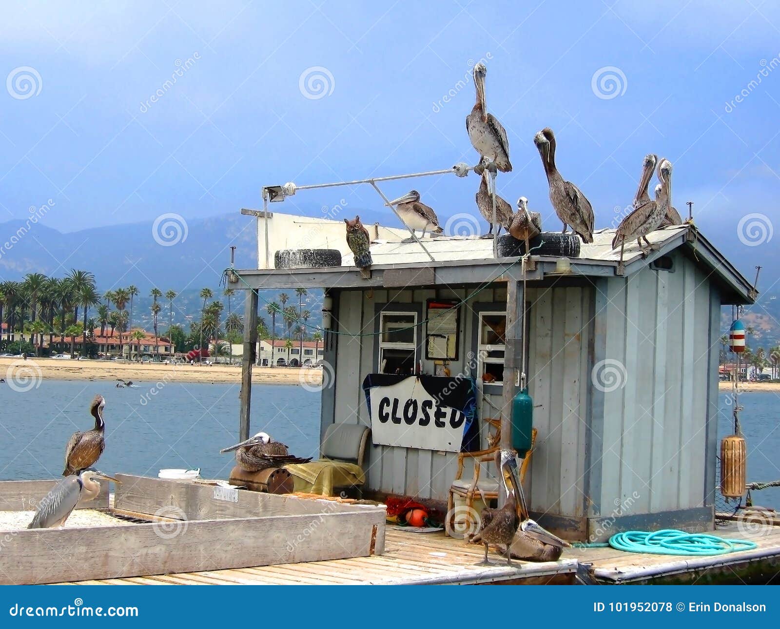 Group of Pelicans and Sea Birds on Closed Fish Bait Shop at Sea Stock Photo  - Image of crane, pier: 101952078