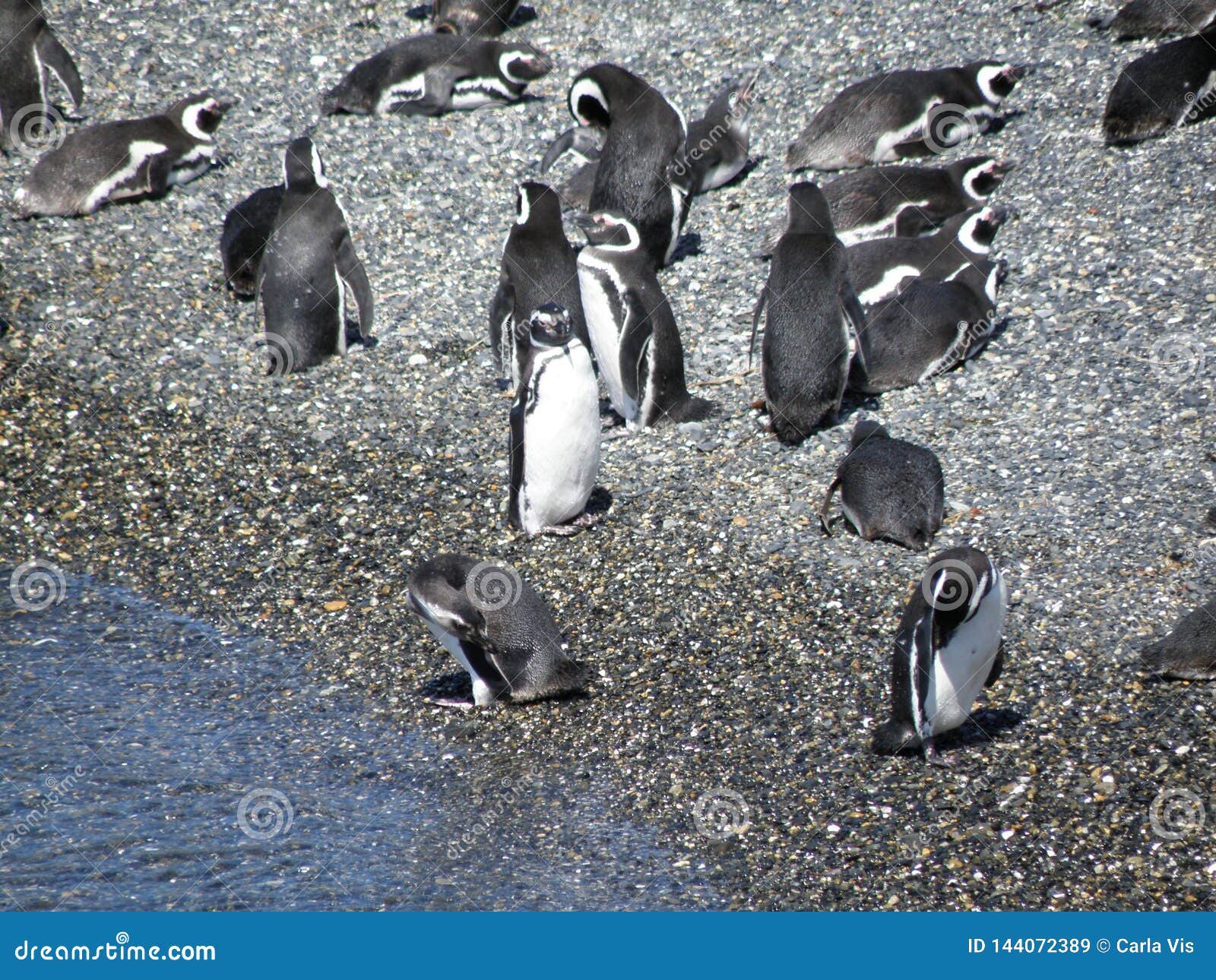 Group of Penguin Resting and Playing Stock Image - Image of espectacular, argentino: 144072389 Group of Penguin Resting and Playing Stock Image - Image of espectacular, argentino: 144072389