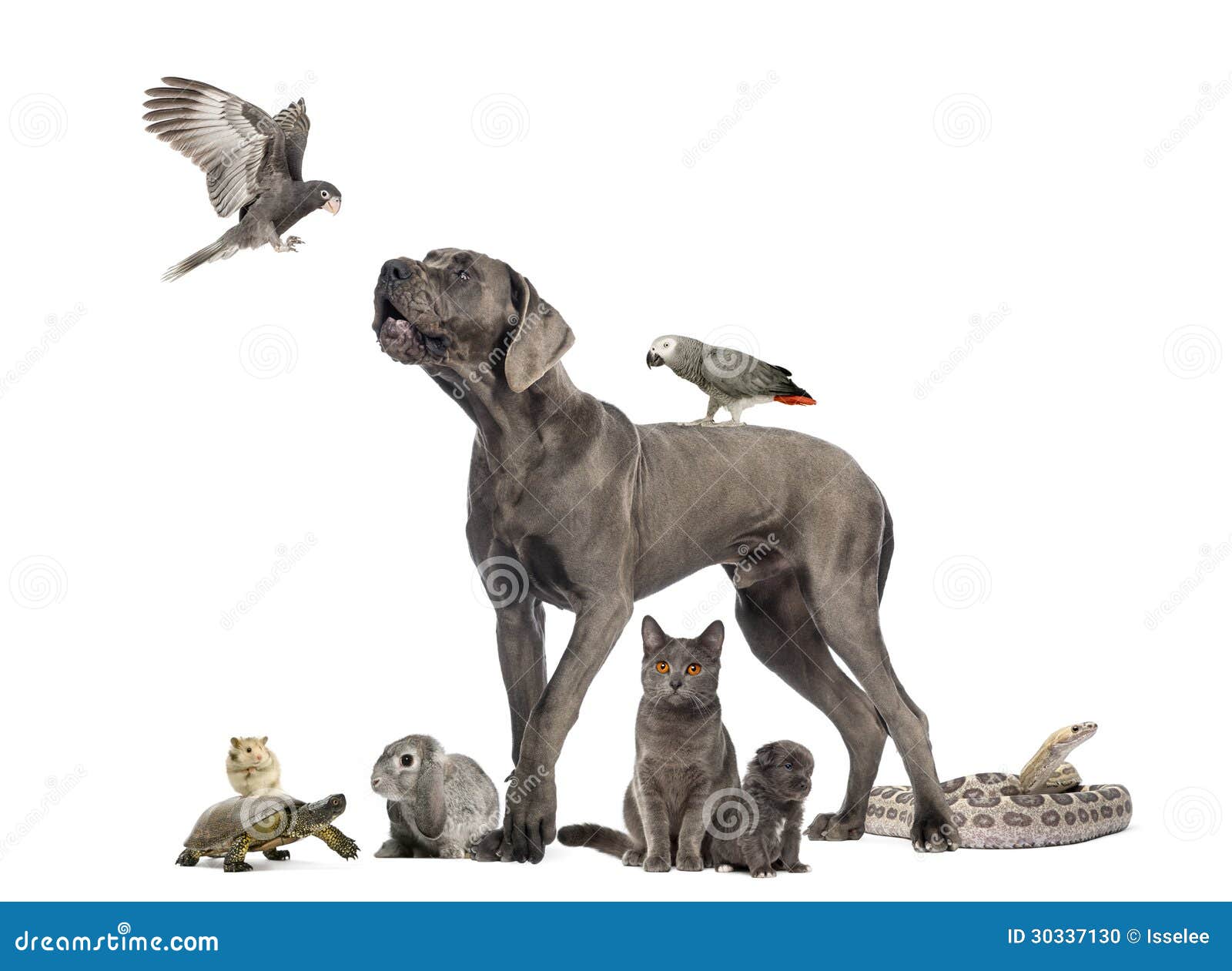 Group of Pets Dog, Cat, Bird, Reptile, Rabbit Stock Photo Image of