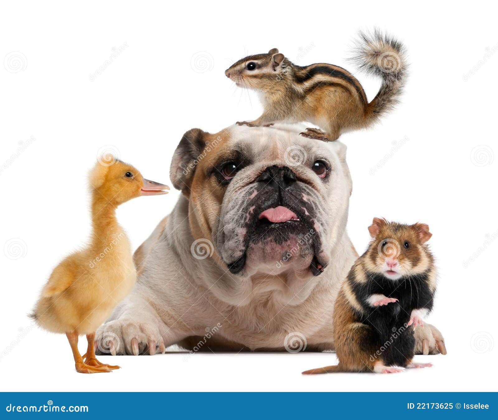 Group of Pets in Front of White Background Stock Image Image of