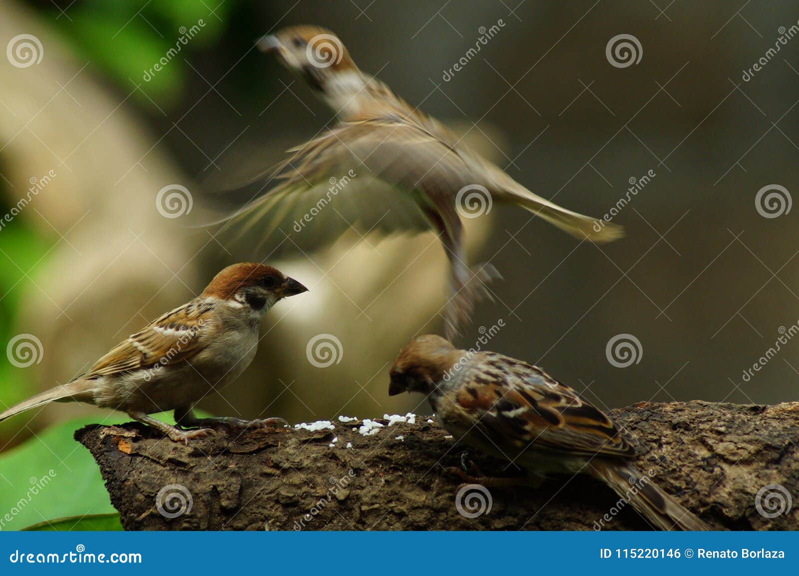 546 Maya Bird Photos Free Royalty Free Stock Photos From Dreamstime 546 Maya Bird Photos Free Royalty Free Stock Photos From Dreamstime