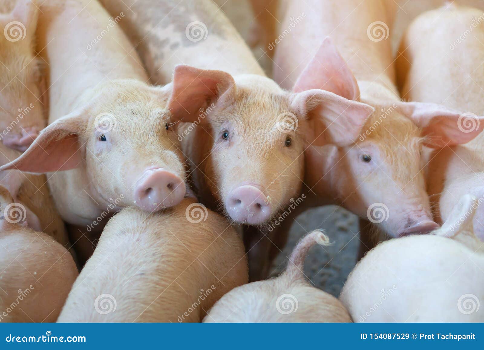 group of pig that looks healthy in local asean pig farm at livestock. the concept of standardized and clean farming without local