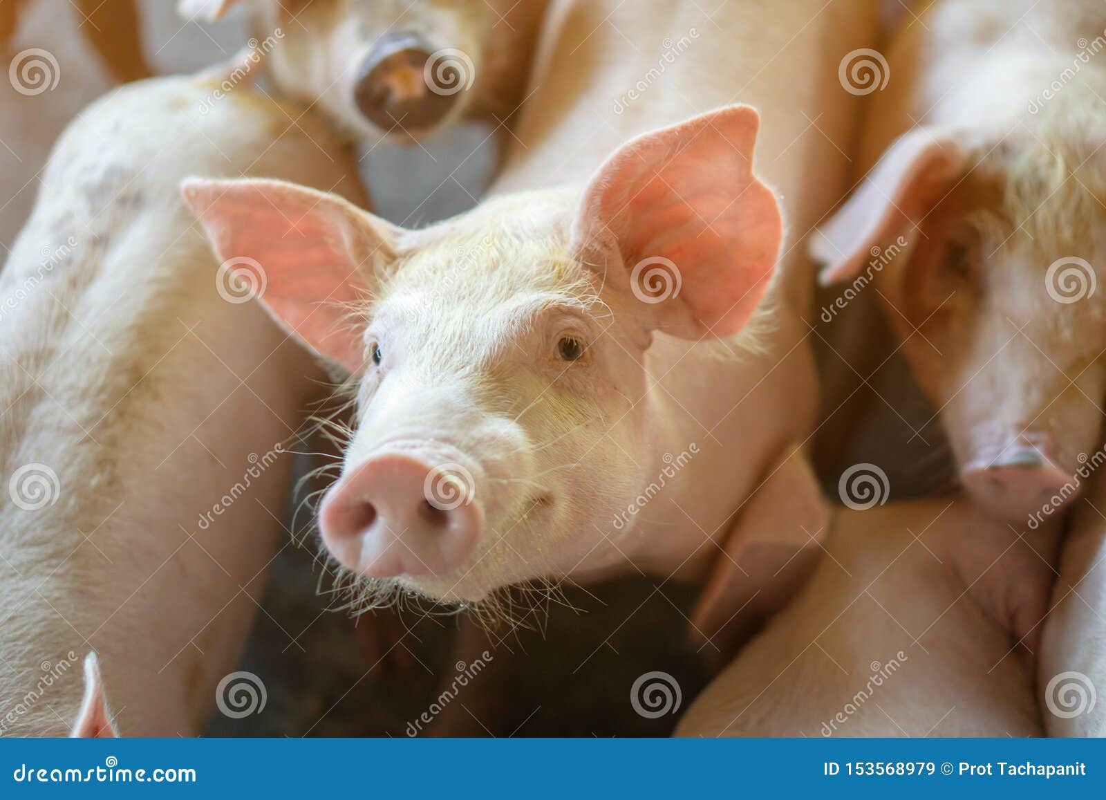 group of pig that looks healthy in local asean pig farm at livestock. the concept of standardized and clean farming without local