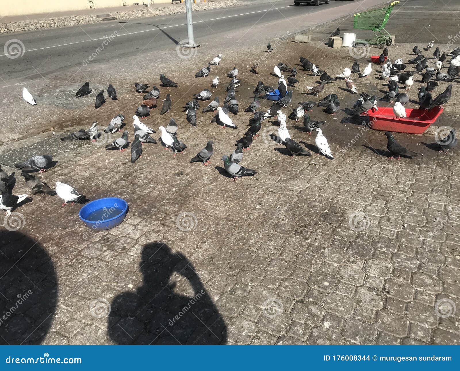 Group of Pigeon are Eating Grains or Feather in Road Side Like ... Biology Diagrams