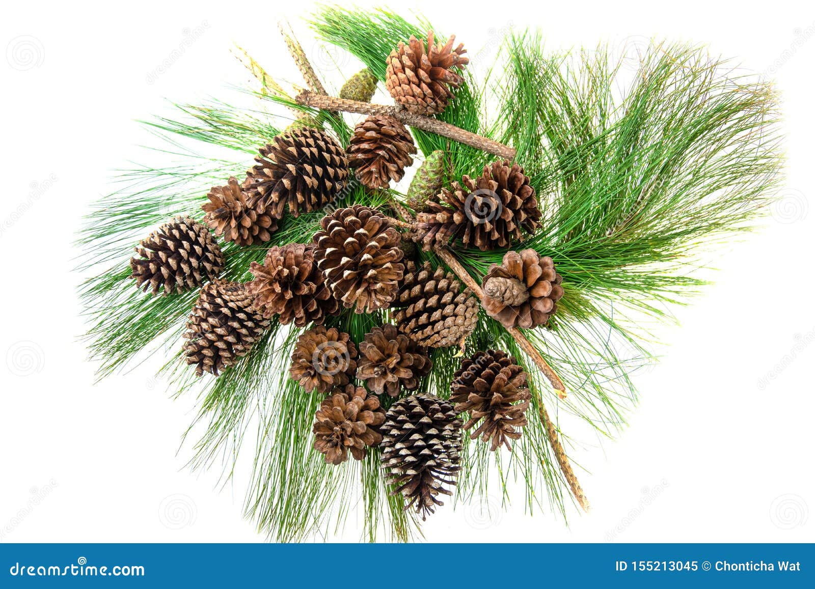 Group of Pine Cone on Green Leaf Stock Image Image of natural, design