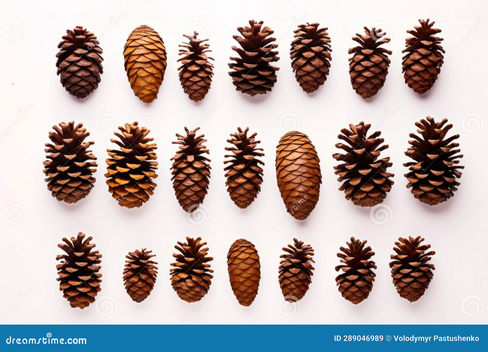 types of pine cones