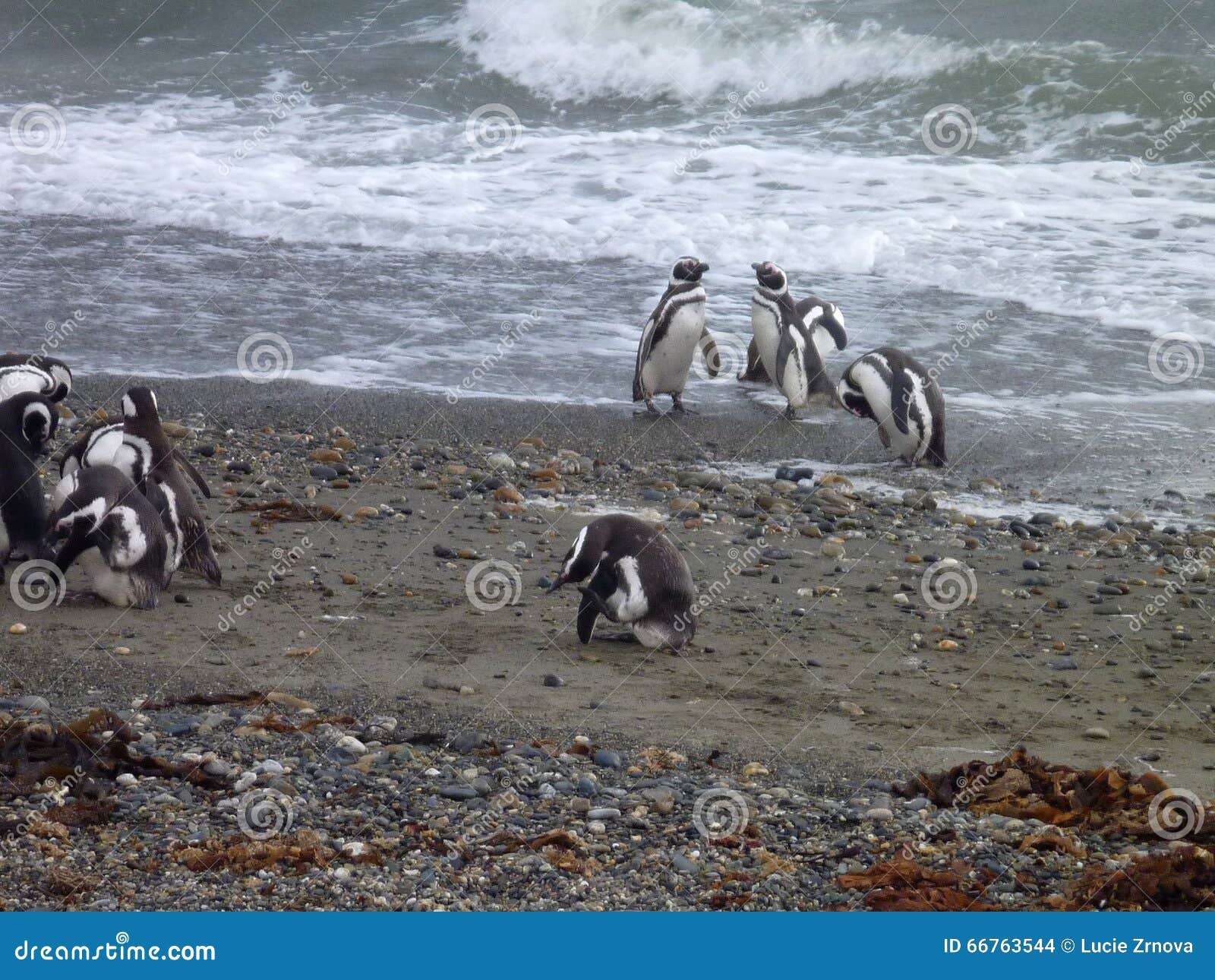 group of pinguins on a shore in seno otway reservation in chile