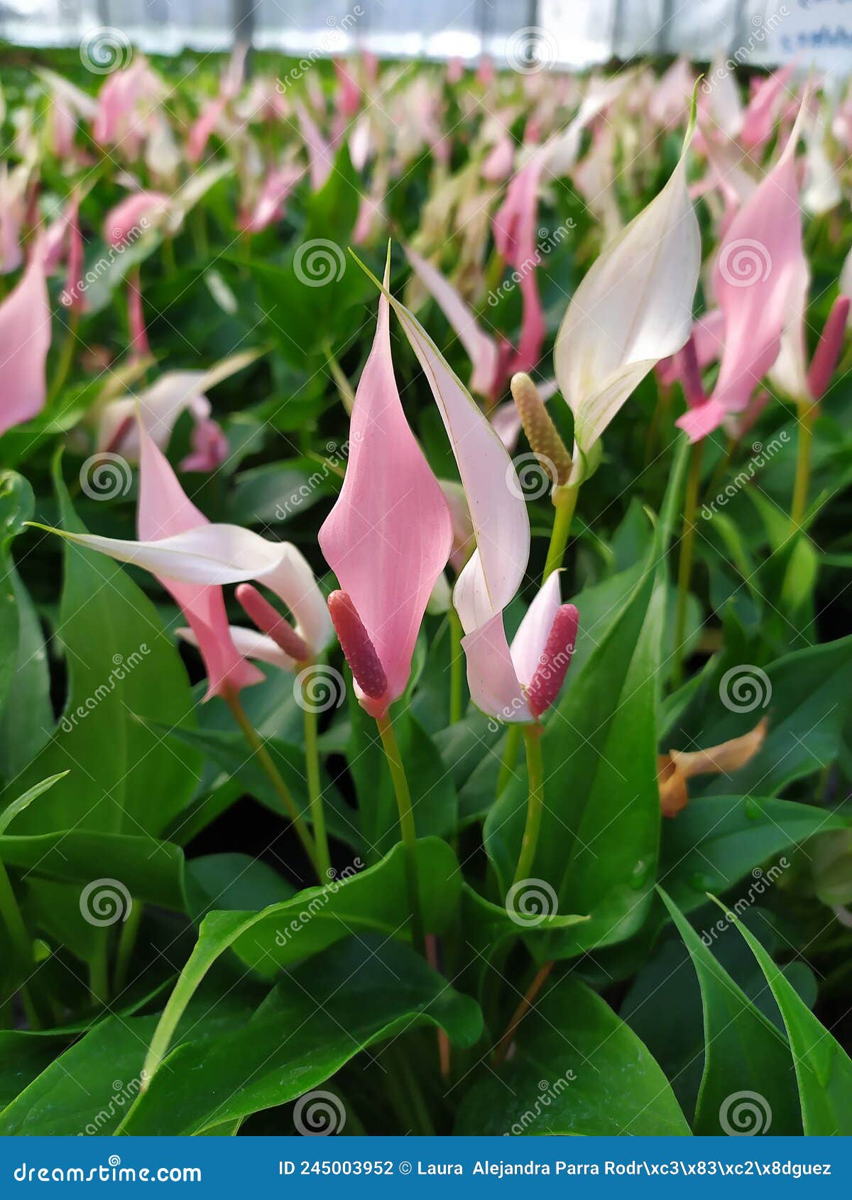 a group of pink anthurium flowers. un grupo de flores anturiana rosadas