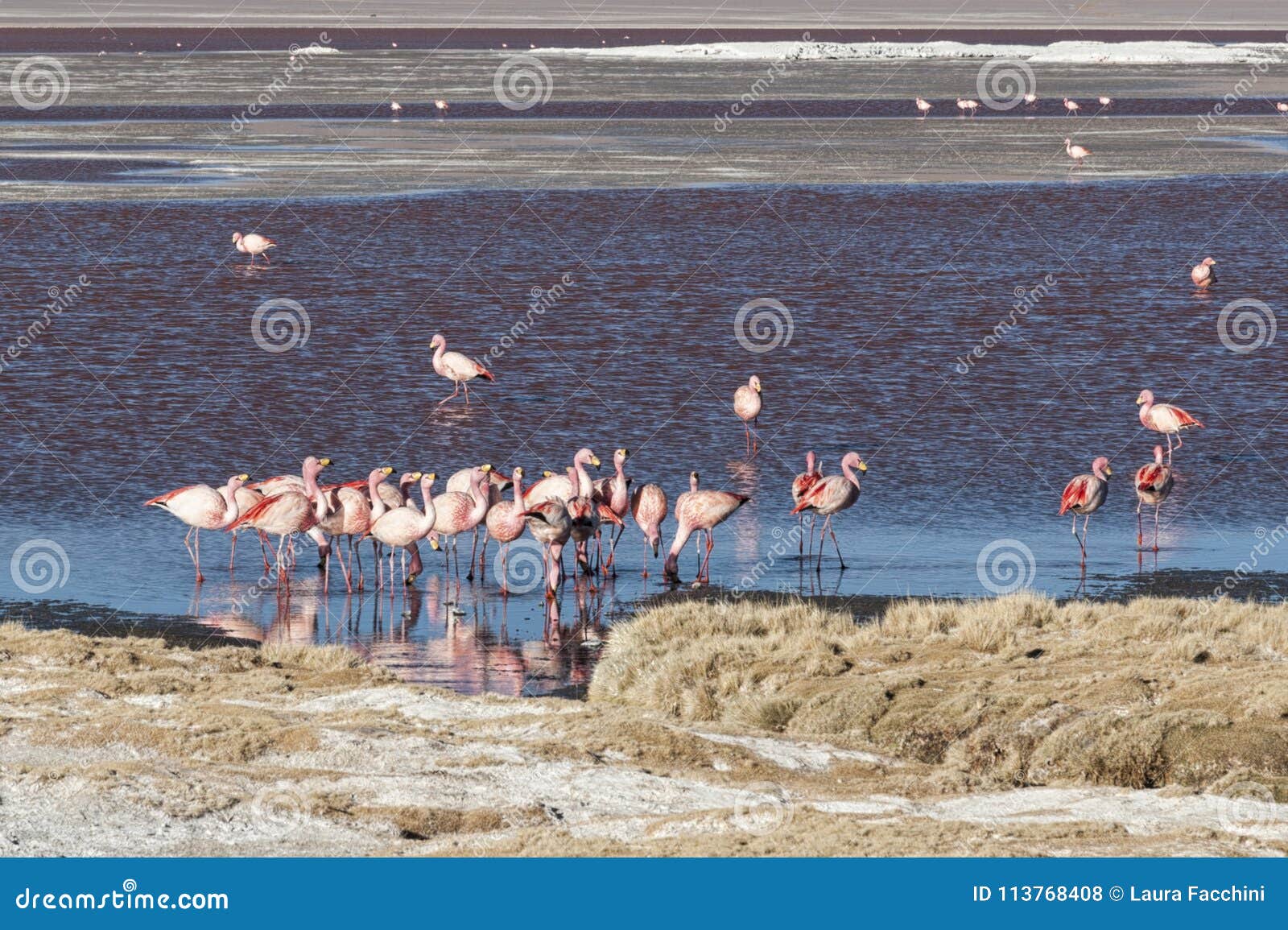 Group of Pink Flamingos in the Colorful Water of Laguna Colorada, a ...