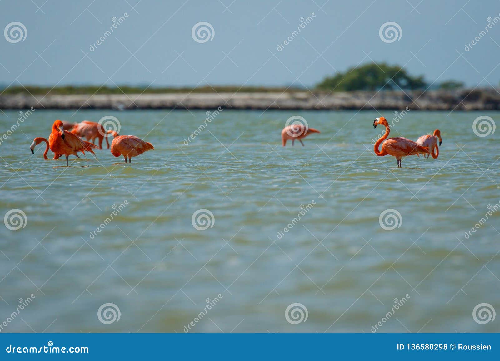 group of pink flamingos in las coloradas in mexico