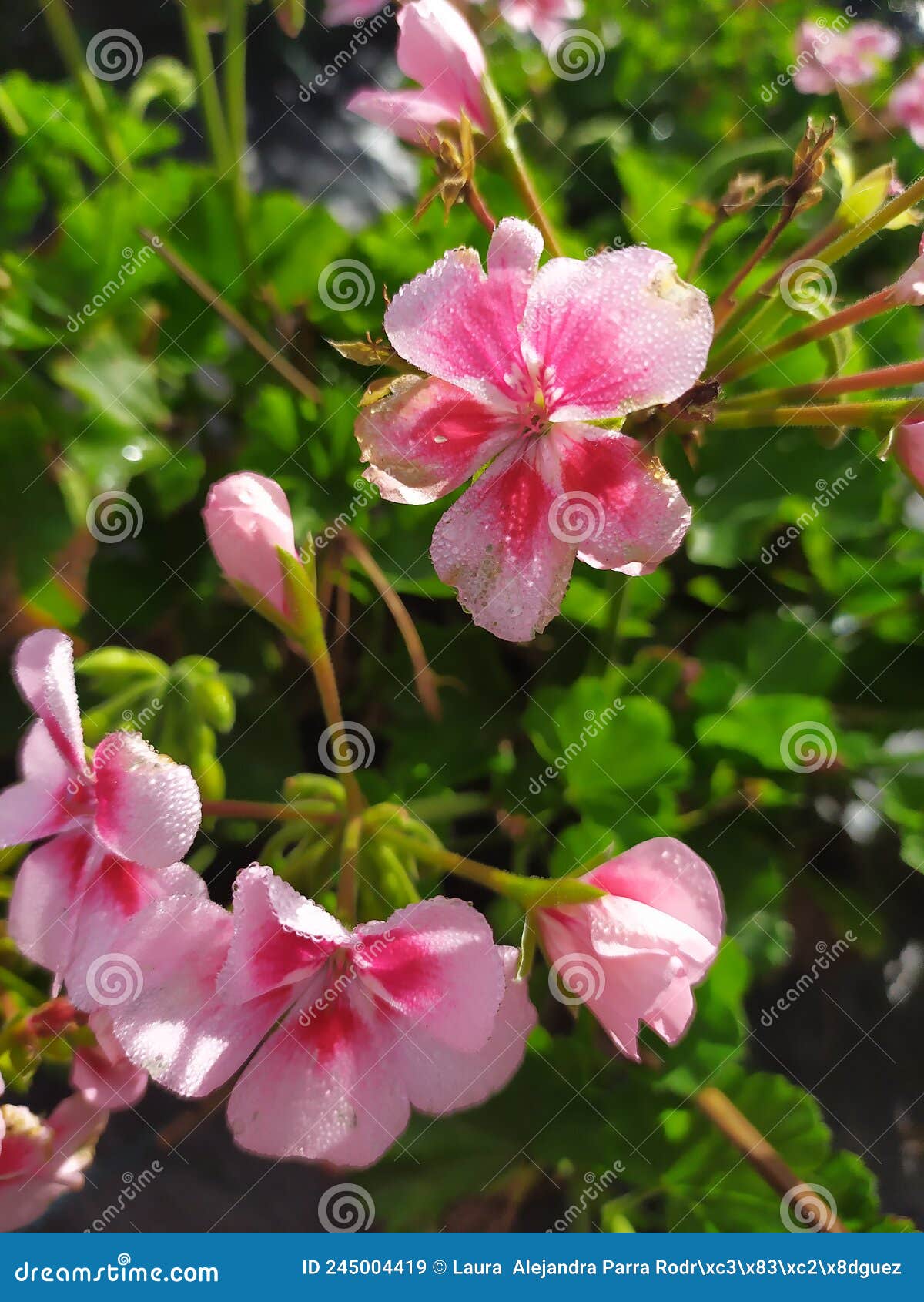 a group of pink geraniums with dew drops. un grupo de geranios rosados con gotas de rocÃÂ­o